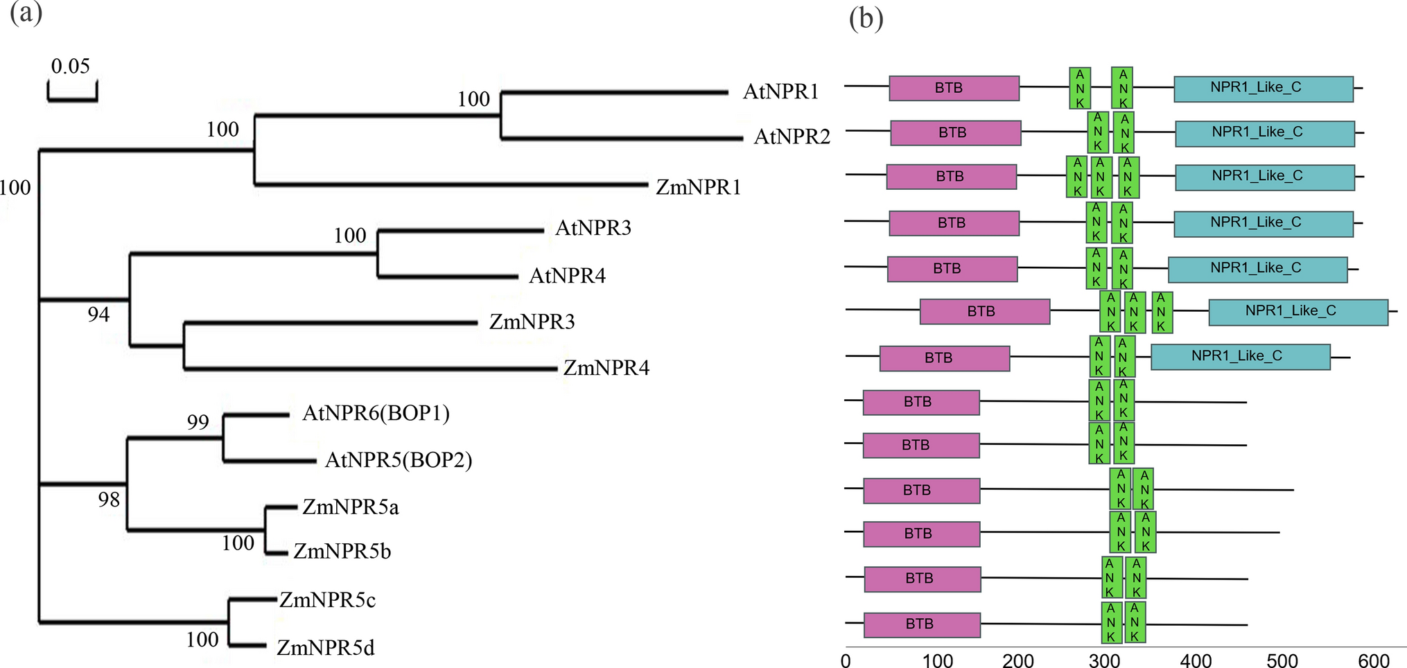 Characterization and expression patterns of the -like genes in maize