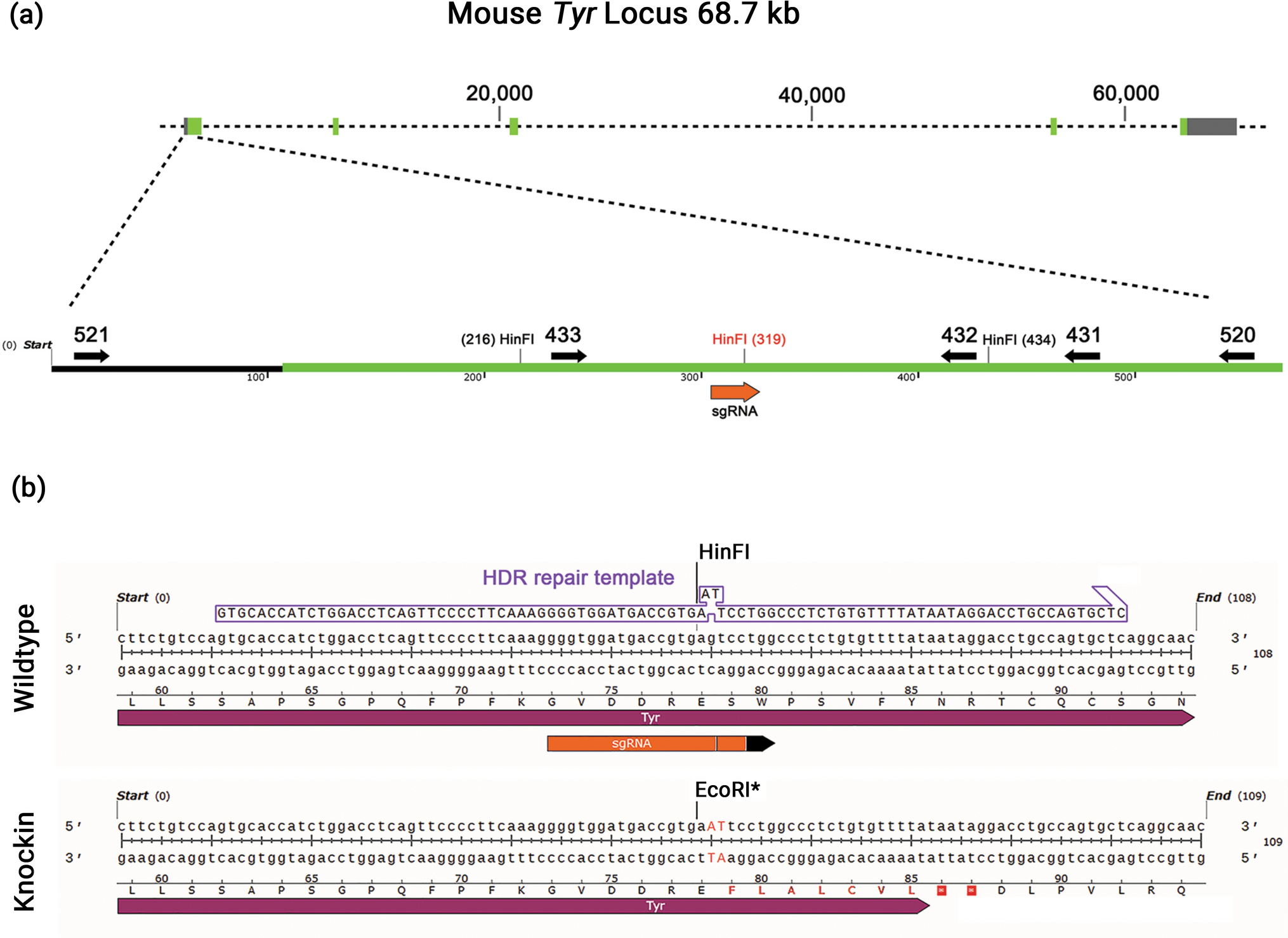 Generation of albino C57BL/6J mice by CRISPR embryo editing of the mouse tyrosinase locus