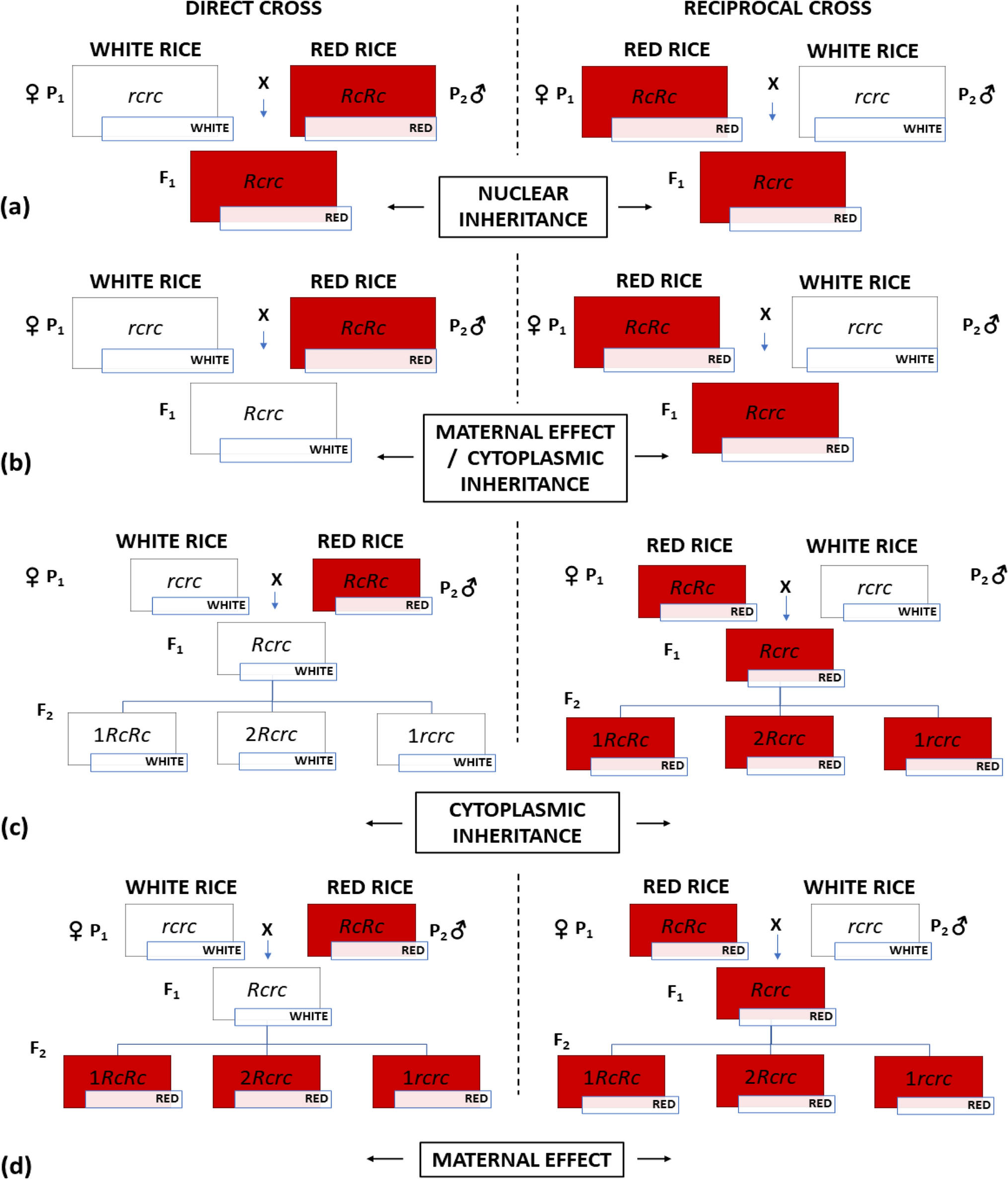Maternal effect on the inheritance of pericarp colour and grain dimension in rice ( L.)