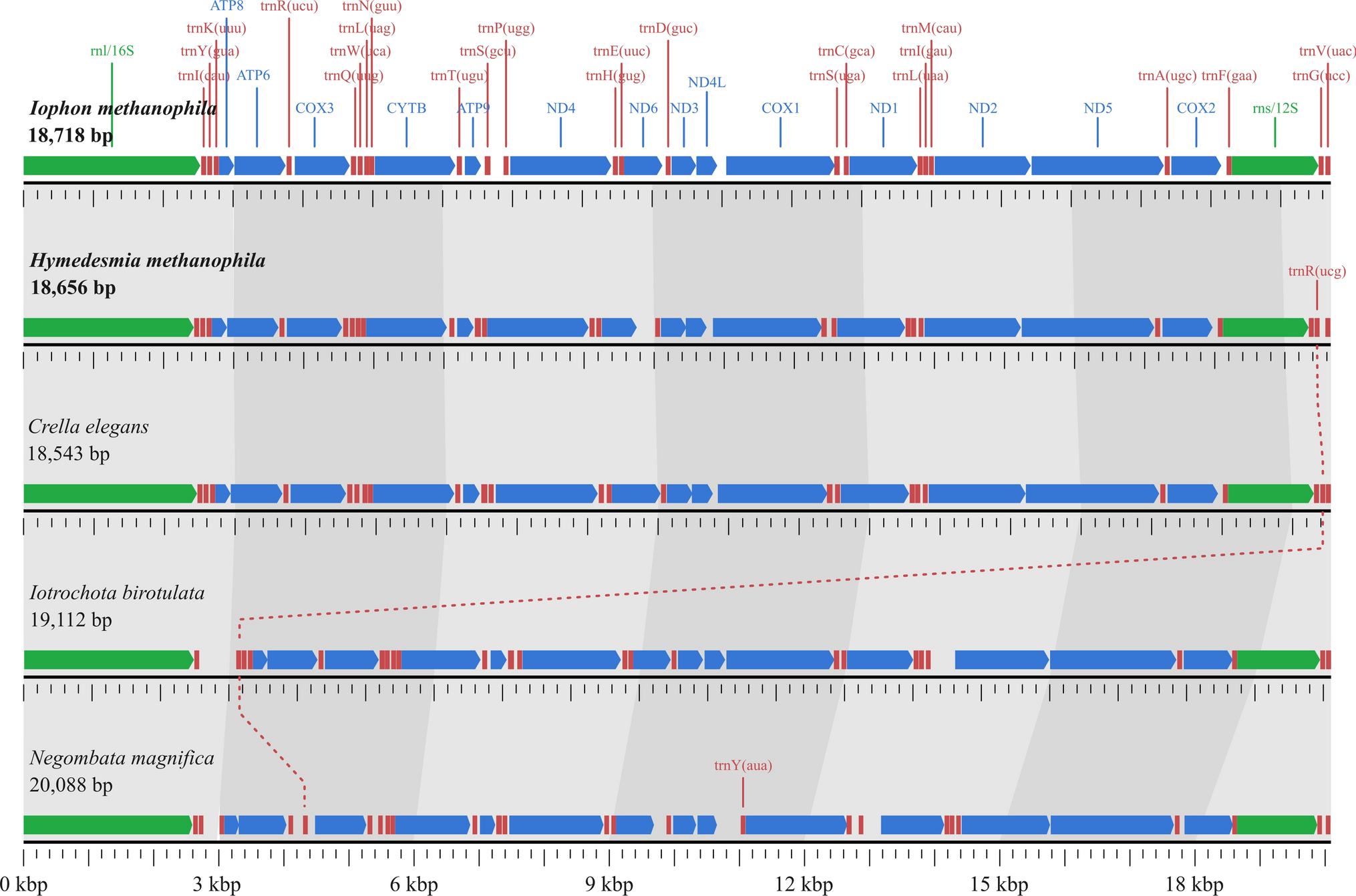 The complete mitochondrial genome of the deep-sea methanotrophic sponges  and : leveraging ‘waste’ in metagenomic data