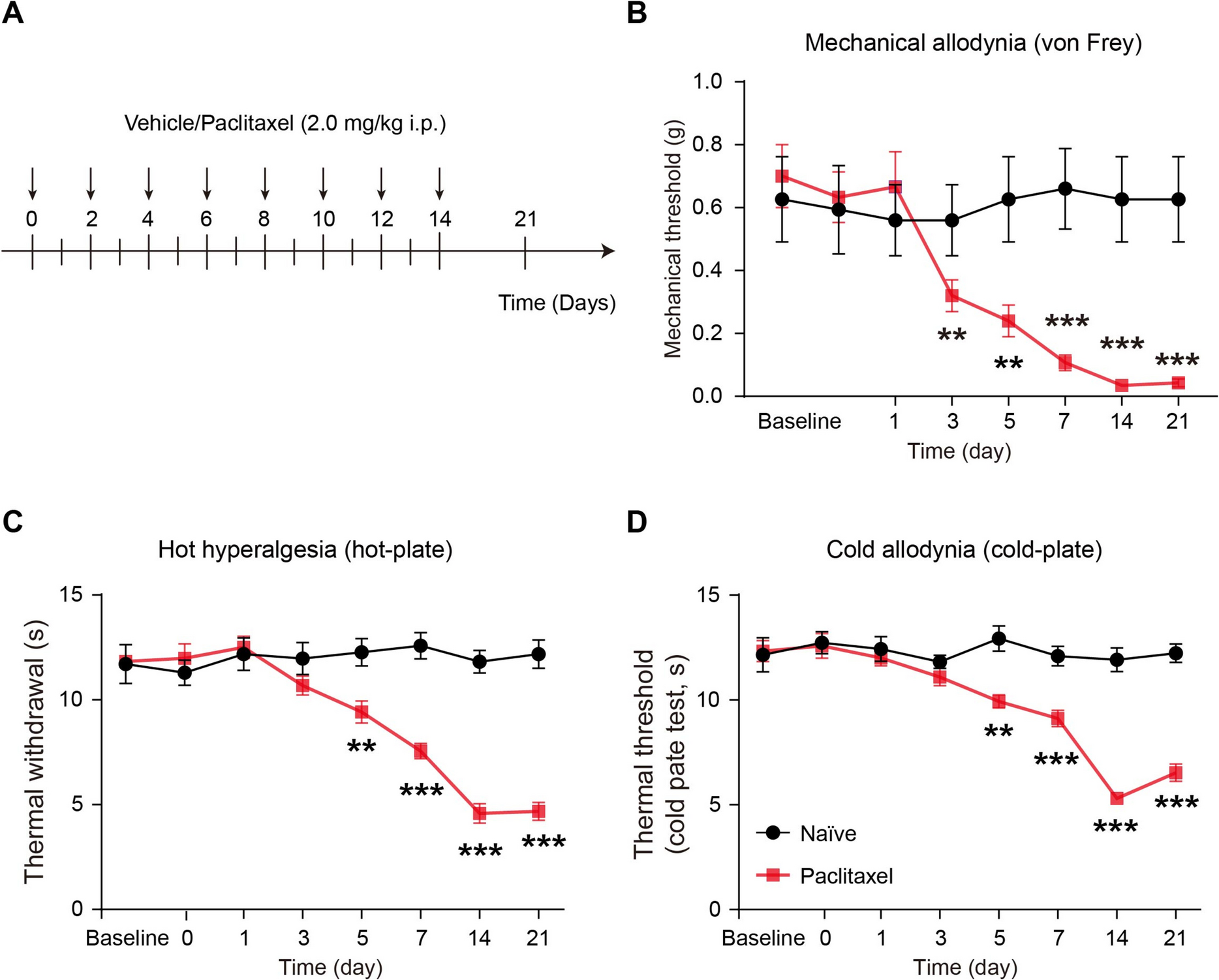 Single-nucleus rna sequencing identifies universal camk1d upregulation and dysregulated c-ltmr subtypes as key drivers of paclitaxel-induced neuropathy