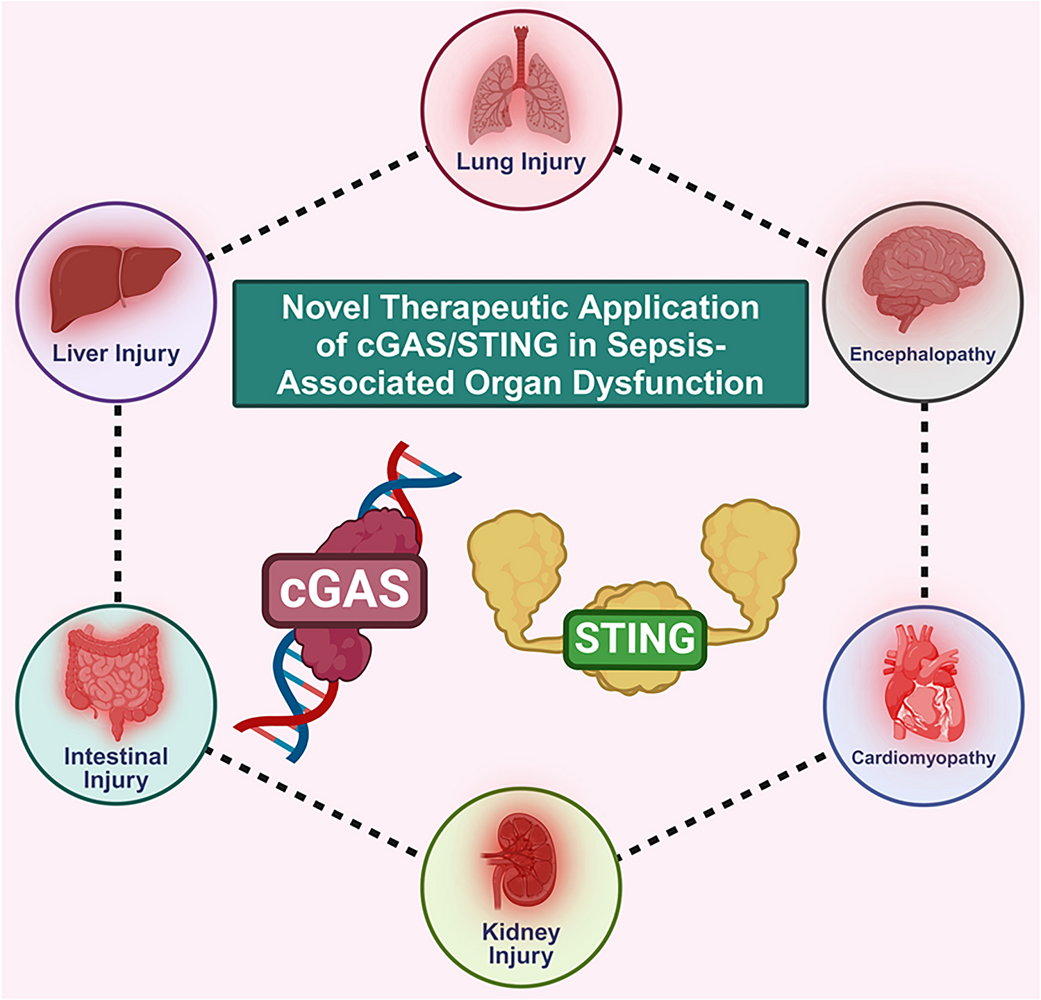 cGAS-STING targeting offers novel therapeutic regimen in sepsis-associated organ dysfunction