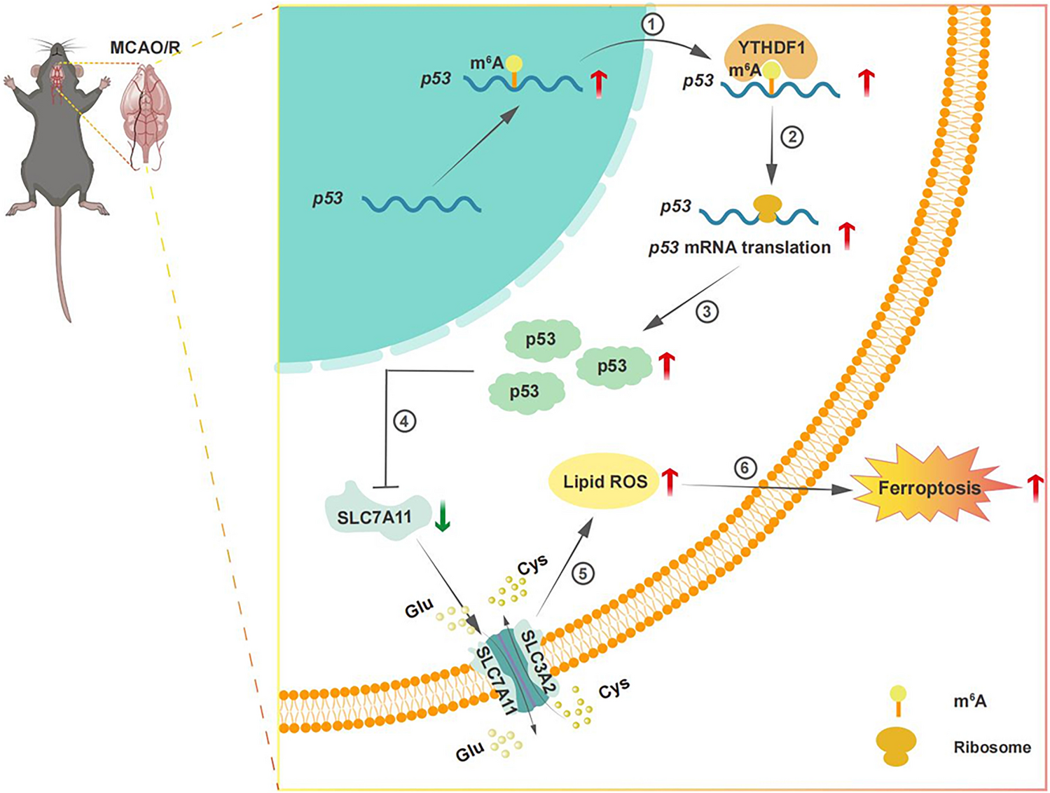 YTHDF1 promotes p53 translation and induces ferroptosis during acute cerebral ischemia/reperfusion through mA-dependent binding