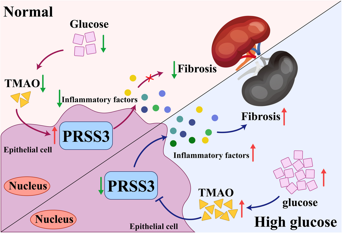 Therapeutic targeting of PRSS3 to alleviate kidney damage in DKD