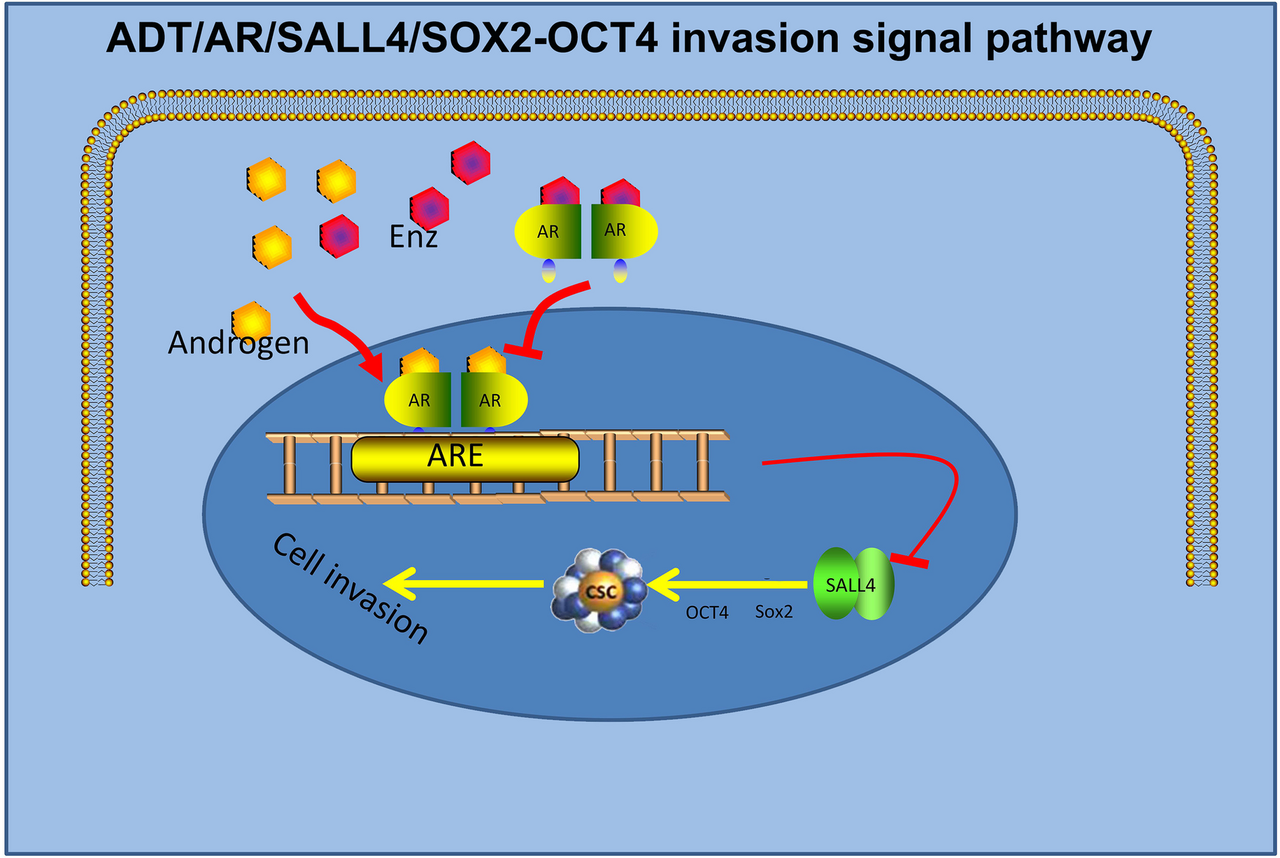 ADT increases prostate cancer cell invasion via altering AR/SALL4/SOX2-OCT4 stem cell signaling
