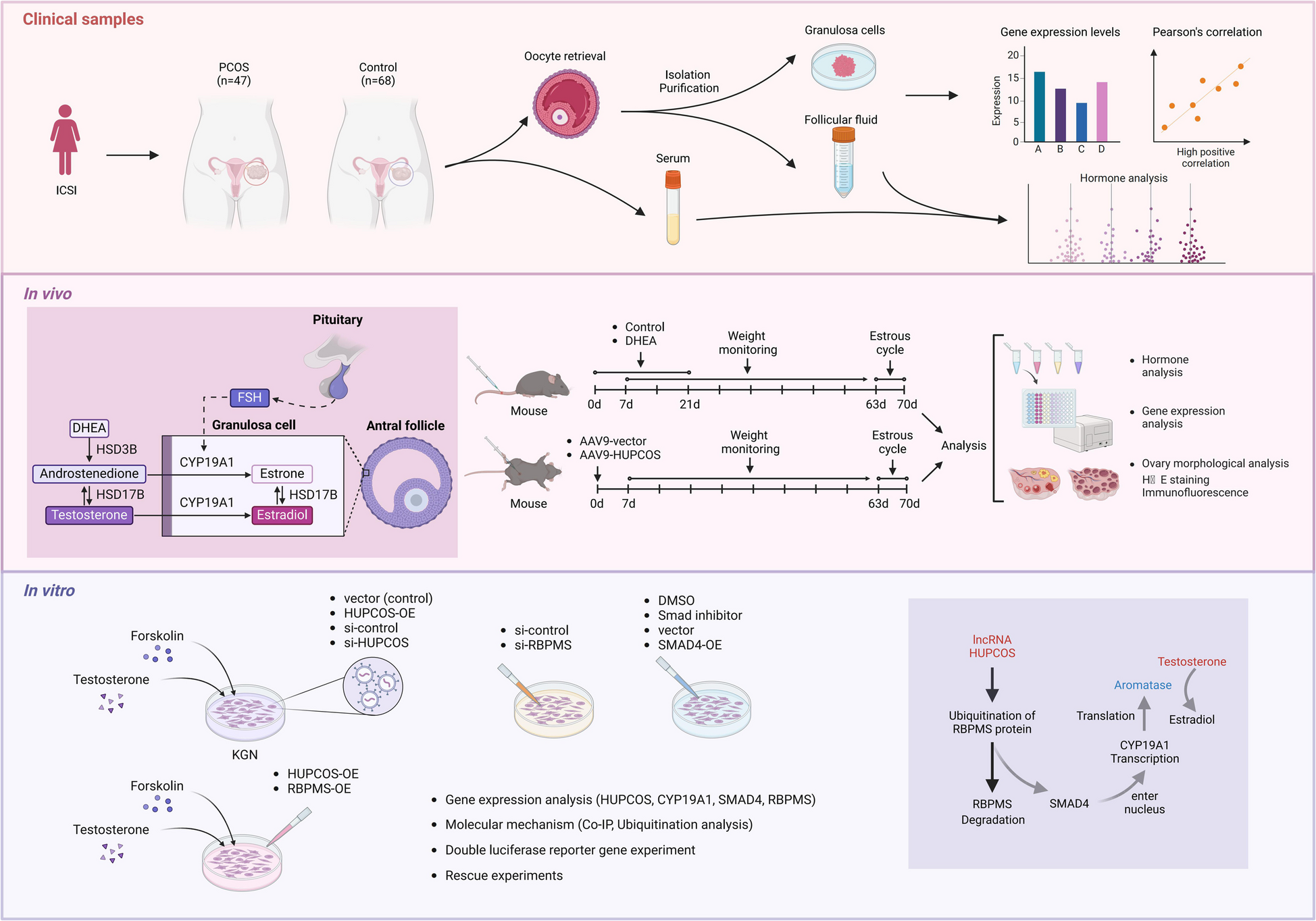 The role of lncRNA  in androgen metabolism and follicle growth arrest in polycystic ovary syndrome