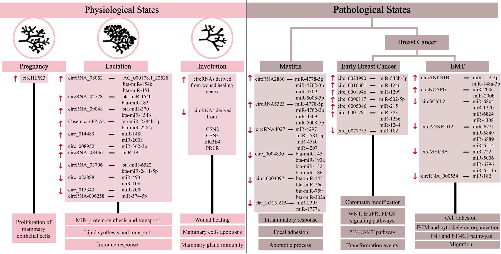 Developmental Regulation of circRNAs in Normal and Diseased Mammary Gland: A Focus on circRNA-miRNA Networks