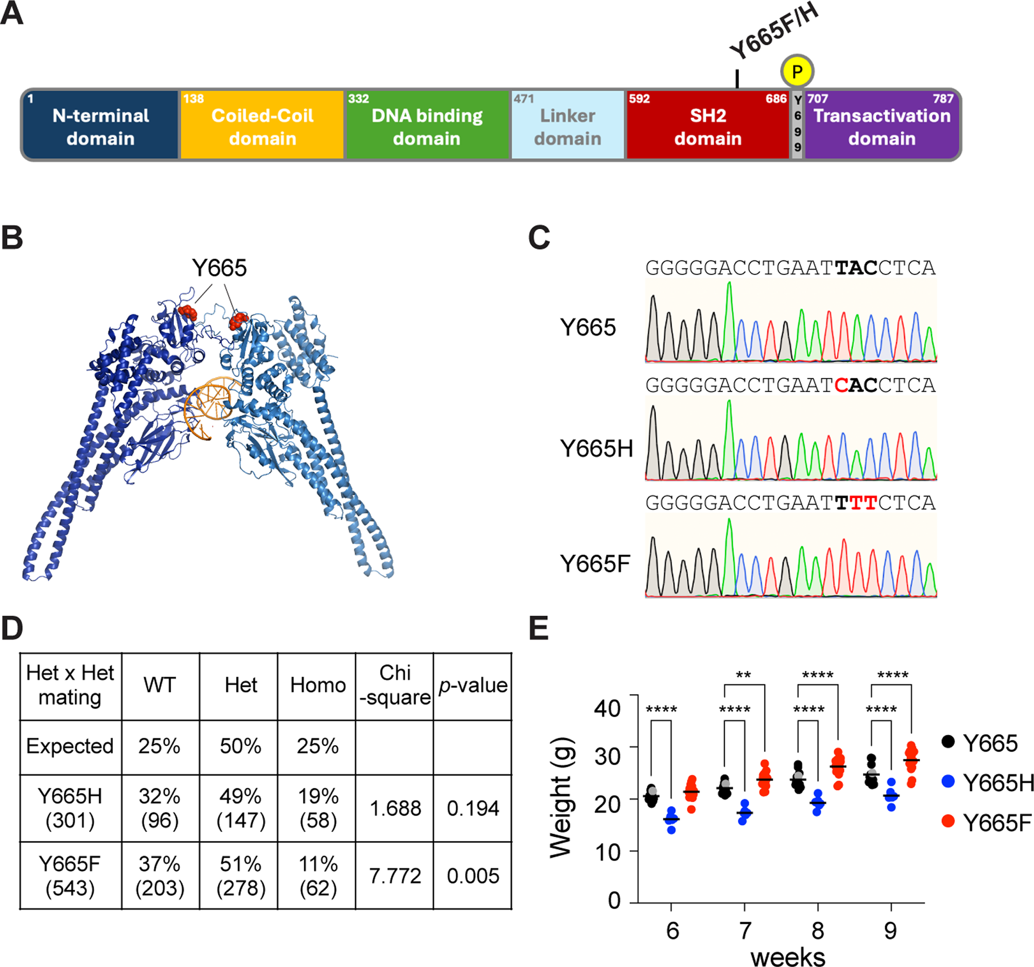 Disease-Associated Mutations of the STAT5B SH2 Domain Regulate Cytokine-Driven Enhancer Function and Mammary Development