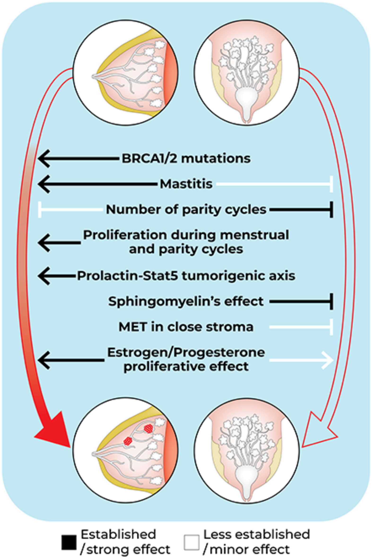 Mammalian Species-Specific Resistance to Mammary Cancer