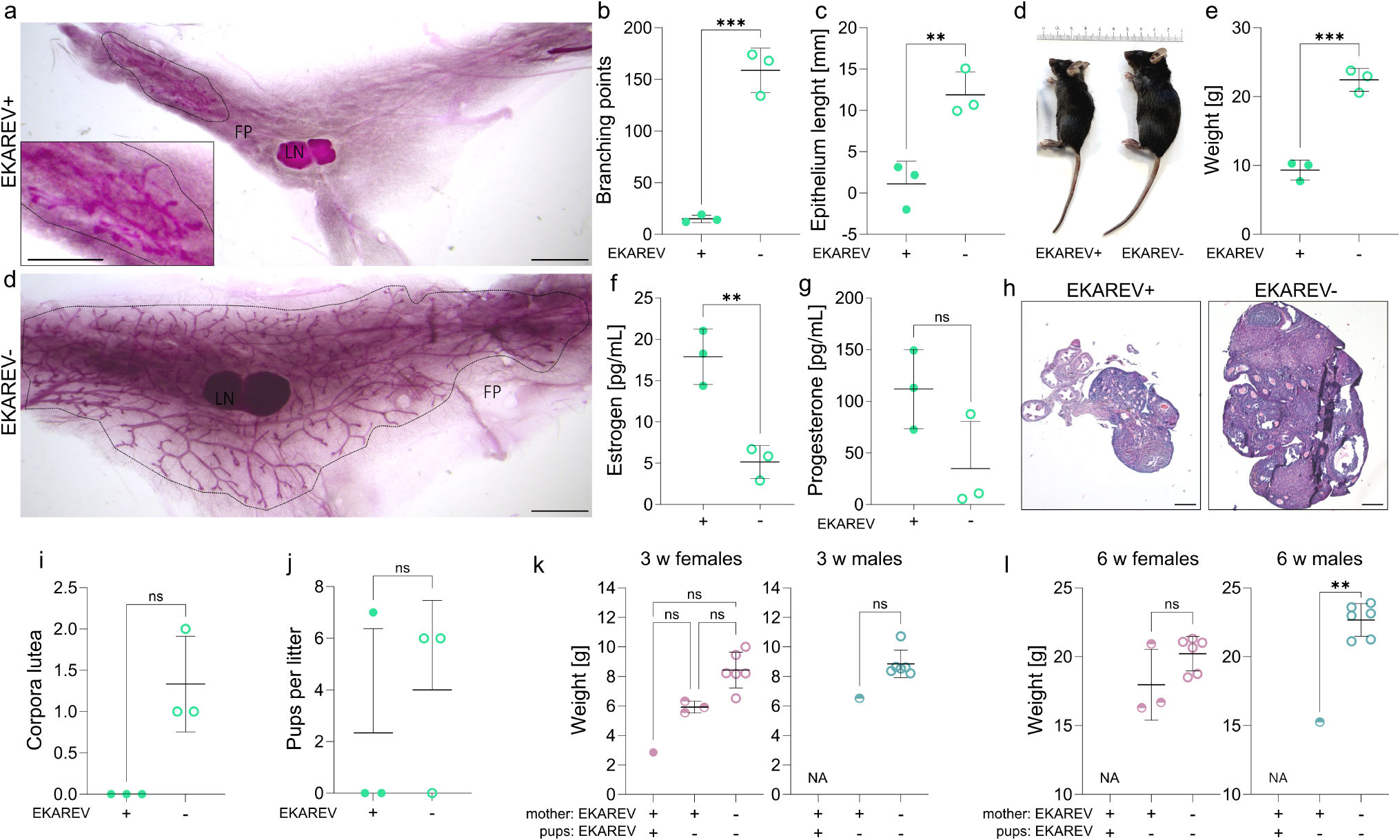 Defective Mammary Epithelial Outgrowth in Transgenic EKAREV–NLS Mice: Correction via Estrogen Supplementation and Genetic Background Modification
