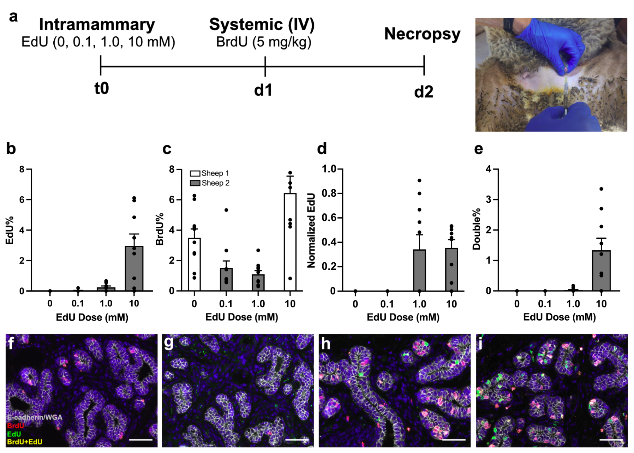Intramammary Labeling of Epithelial Cell Division