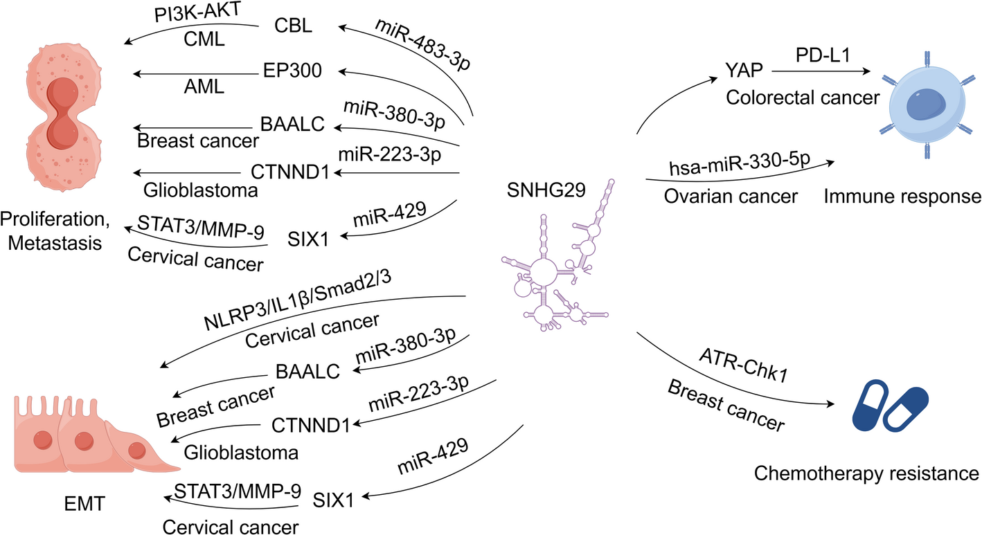 The role of long noncoding RNA SNHG29 in malignant tumors