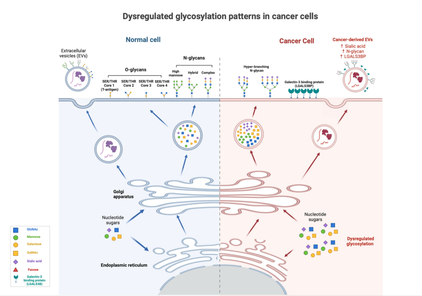 Altered glycosylation of EVs in cancers: galectin-3-binding protein (LGALS3BP)