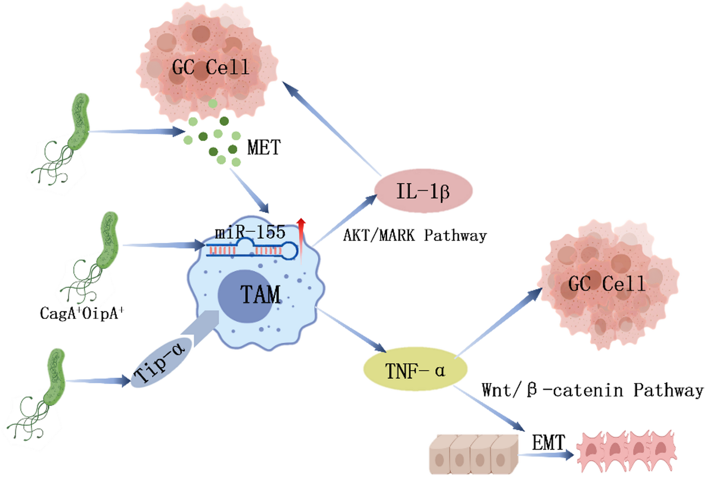 Mechanism of crosstalk between Helicobacter pylori and immune stromal cells in the development and occurrence of gastric cancer