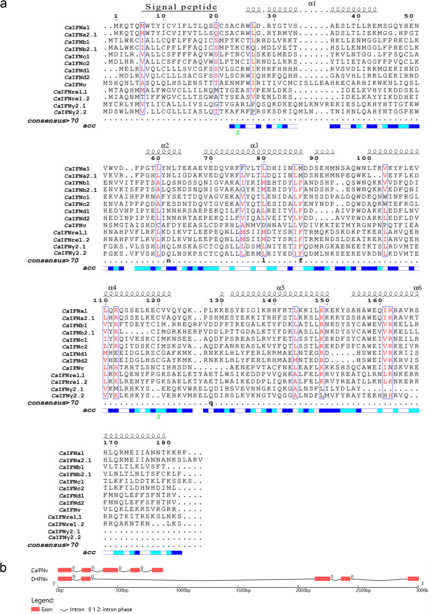 Transcriptional regulation and signaling of type IV interferon in Carassius gibelio