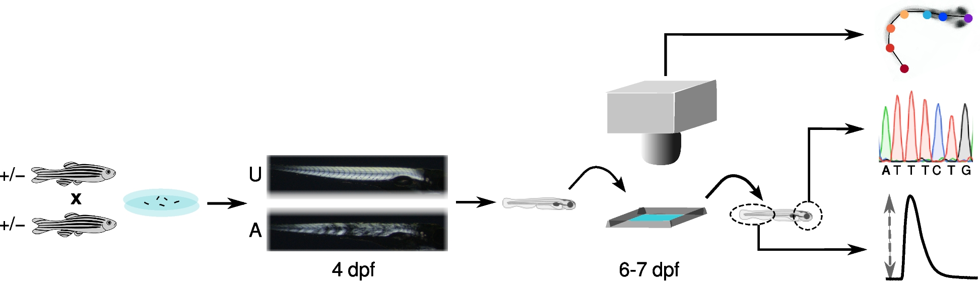 Identifying kinematic biomarkers of the dystrophic phenotype in a zebrafish model of Duchenne muscular dystrophy