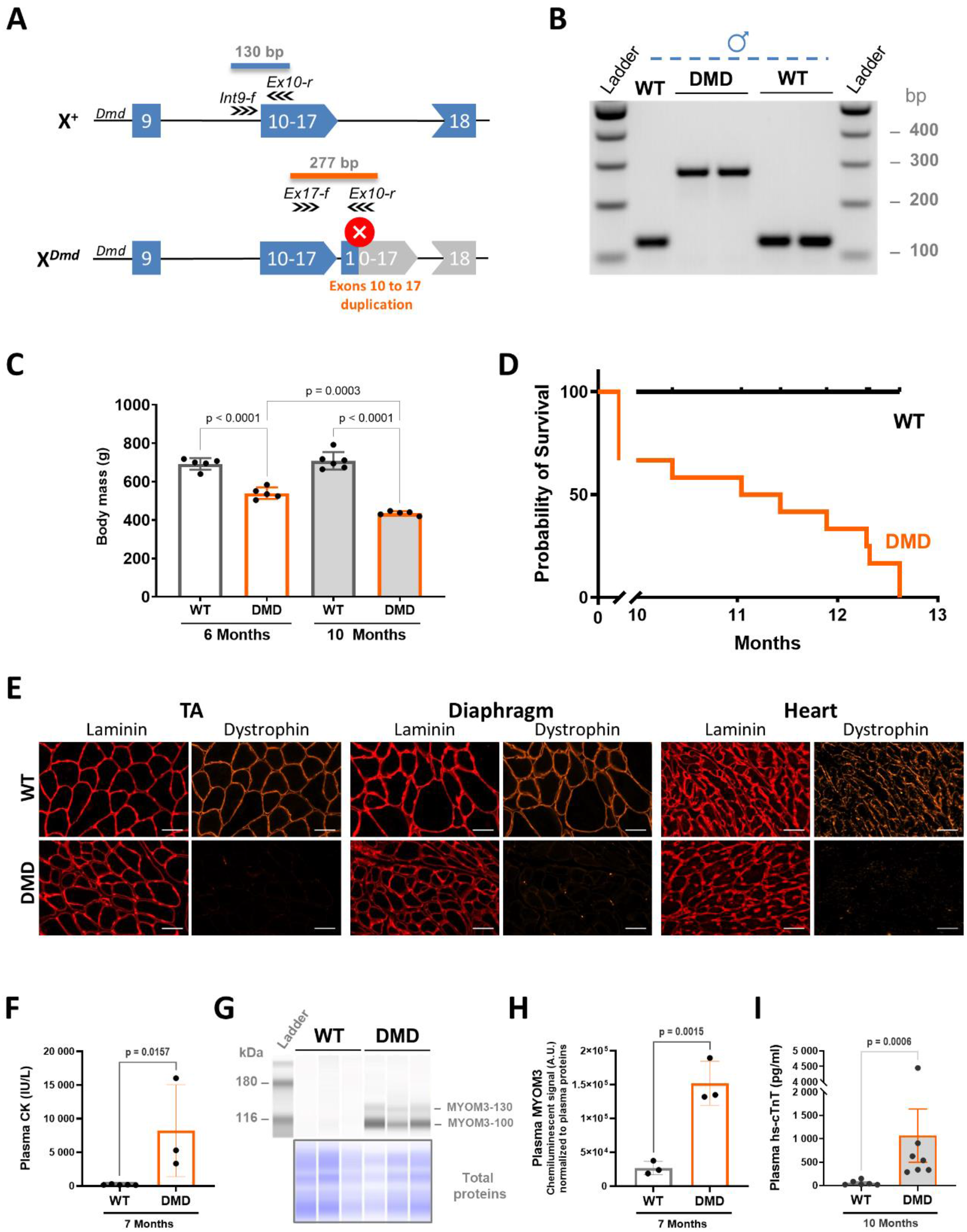 Extensive striated muscle damage in a rat model of Duchenne muscular dystrophy with Dmd exons 10–17 duplication