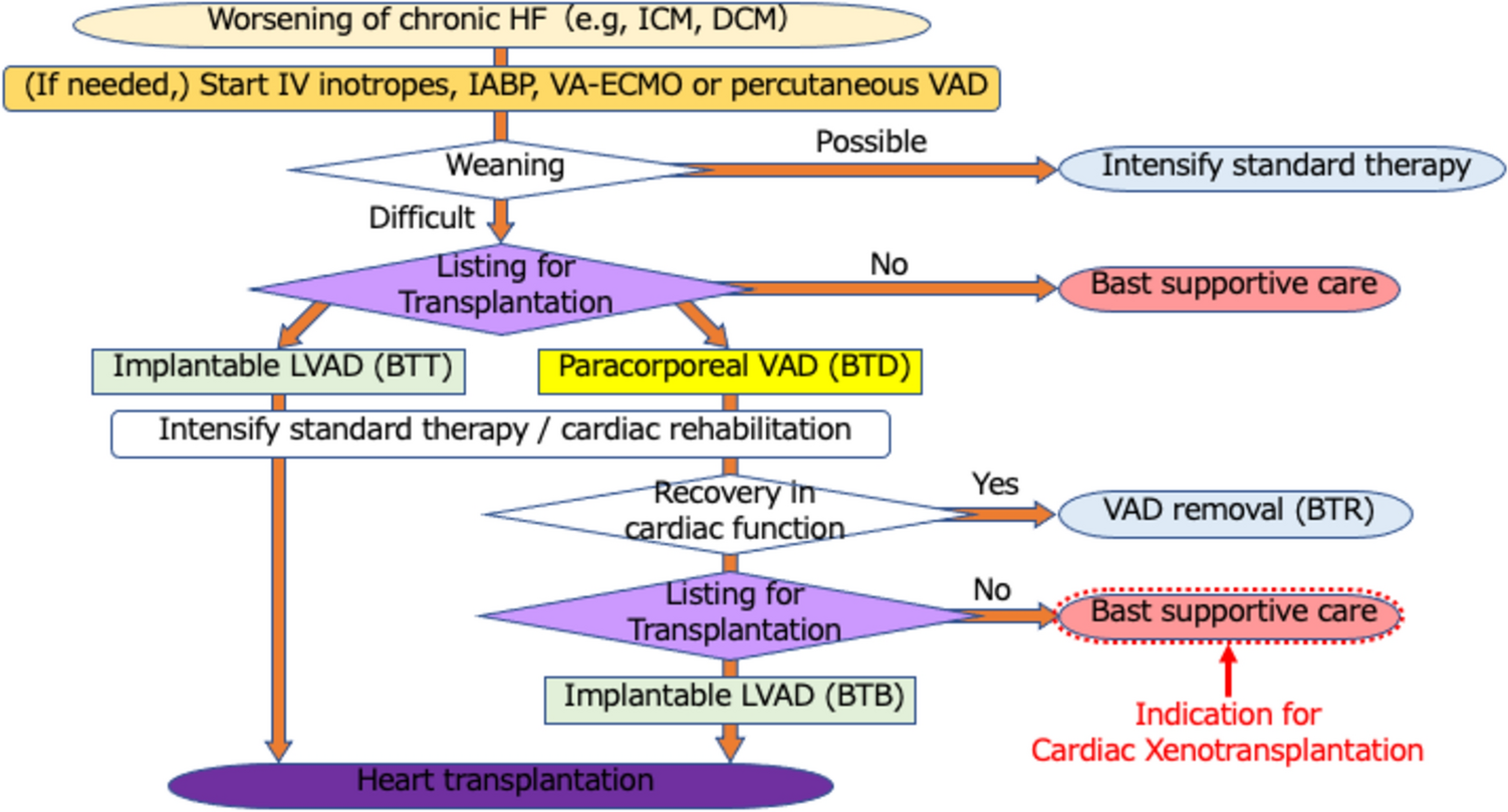 Current status and prospects of genetically modified porcine-to-human cardiac xenotransplantation