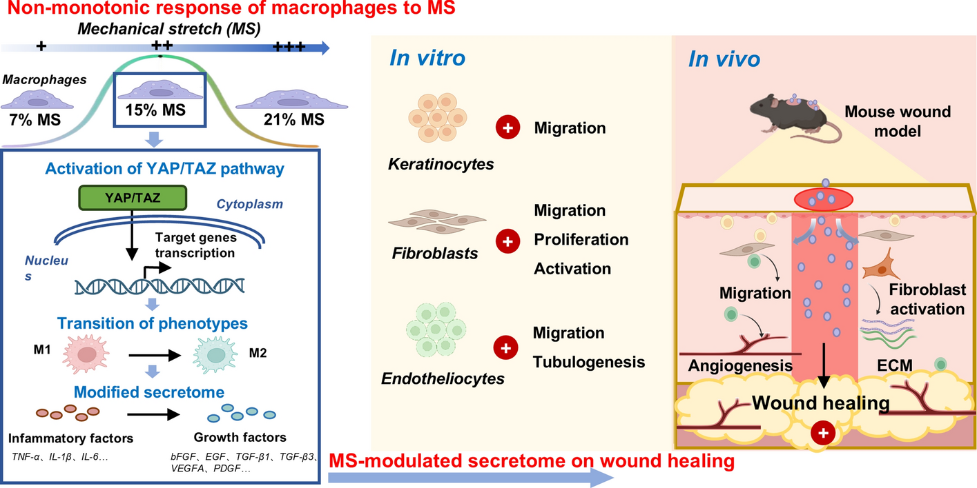 Non-monotonic response of macrophages to mechanical stretch impacts skin wound healing