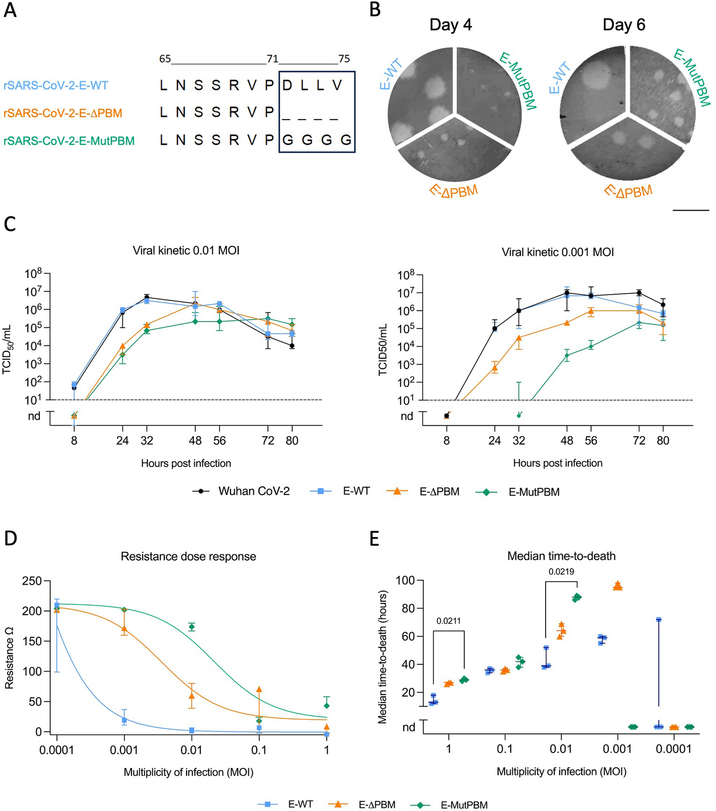 The SARS-CoV-2 envelope PDZ binding motif acts as a virulence factor disrupting host’s epithelial cell–cell junctions
