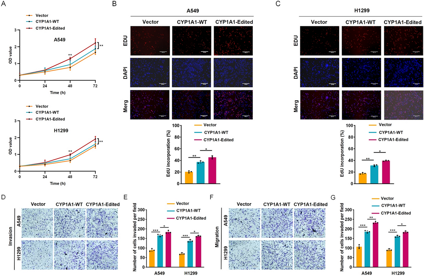 Correction: A novel mechanism for A-to-I RNA-edited CYP1A1 in promoting cancer progression in NSCLC