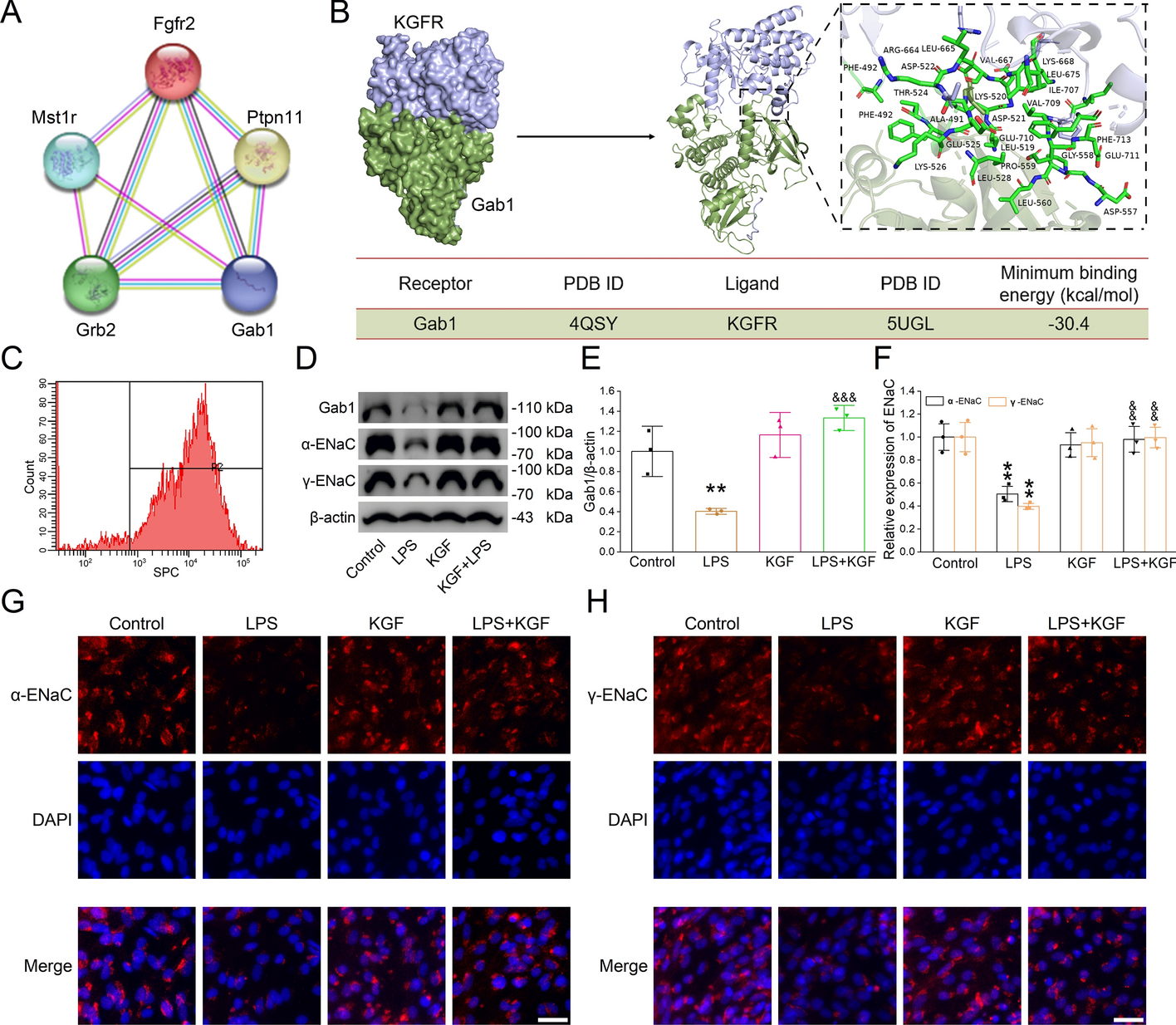 Mesenchymal stem cell-secreted KGF ameliorates acute lung injury via the Gab1/ERK/NF-κB signaling axis