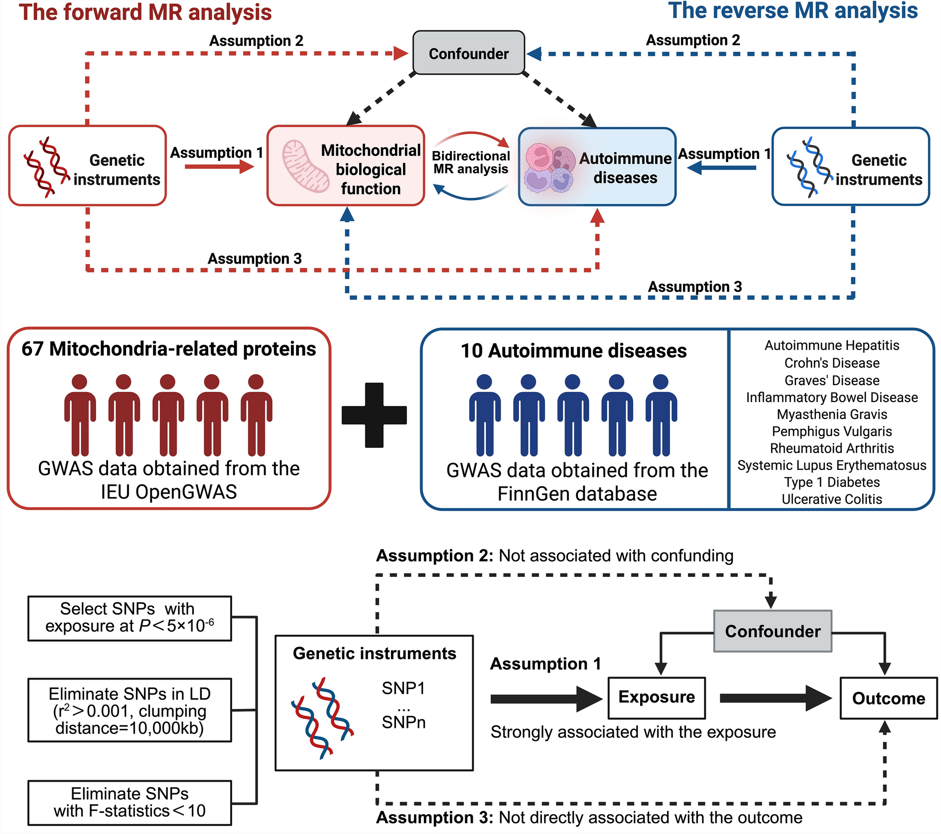 The role of mitochondria-related proteins in inflammation and autoimmune diseases: a causal analysis using Mendelian randomization and colocalization