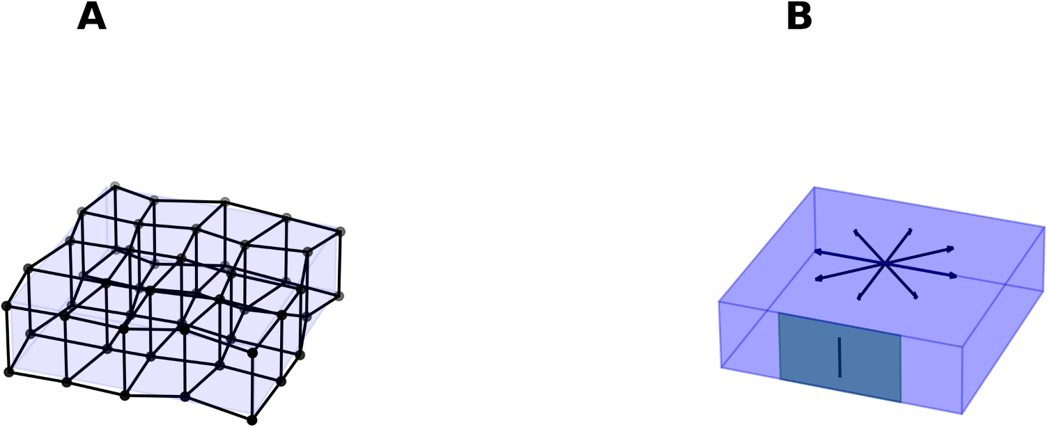Cortical dynamics of neural-connectivity fields