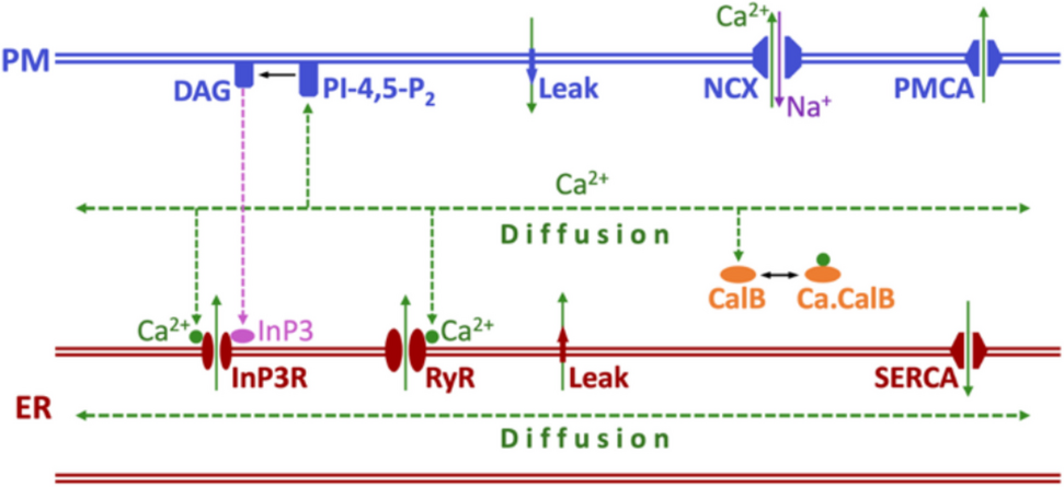 Modeling traveling calcium waves in cellular structures
