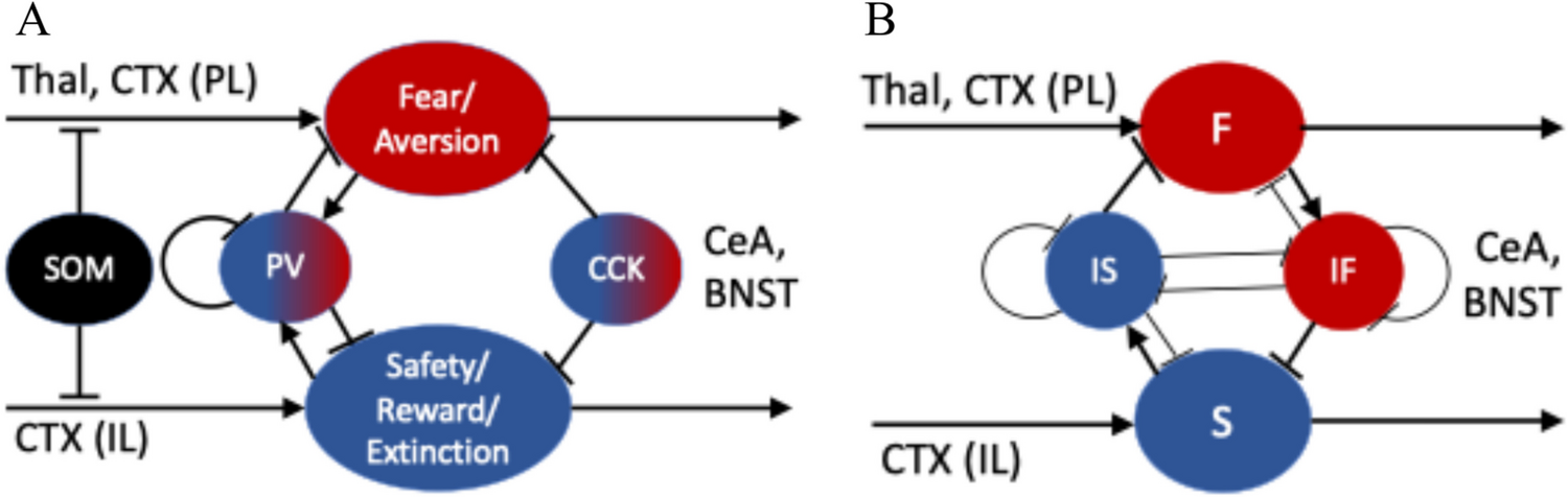 Dopamine modulation of basolateral amygdala activity and function