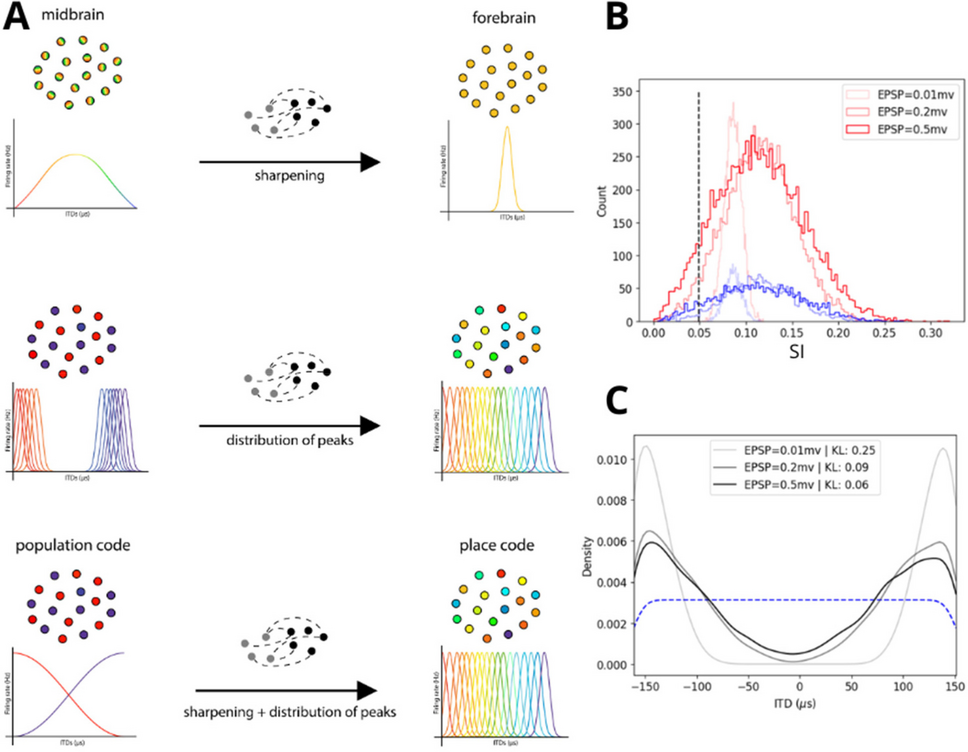 33rd Annual Computational Neuroscience Meeting: CNS*2024
