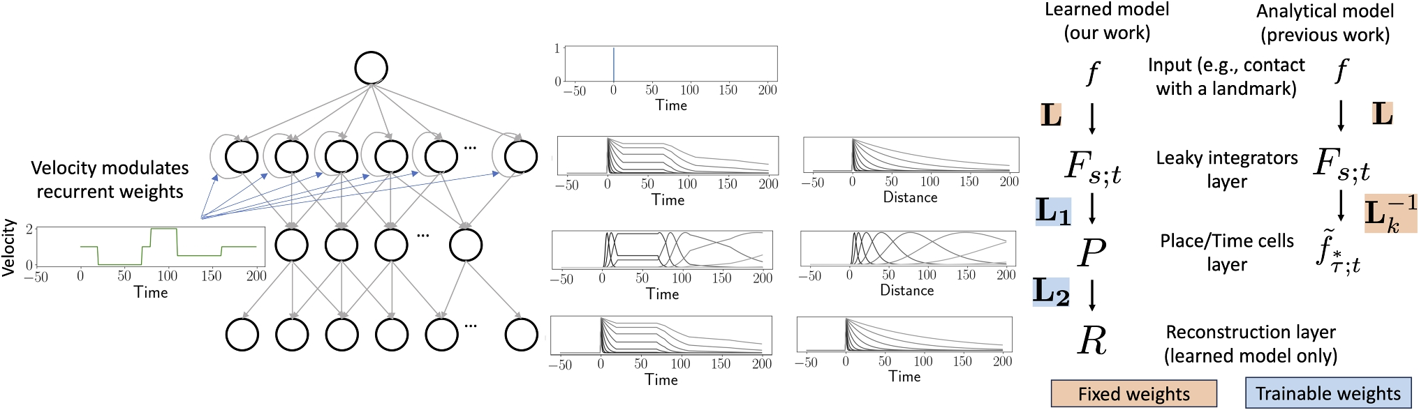 Self-supervised learning of scale-invariant neural representations of space and time