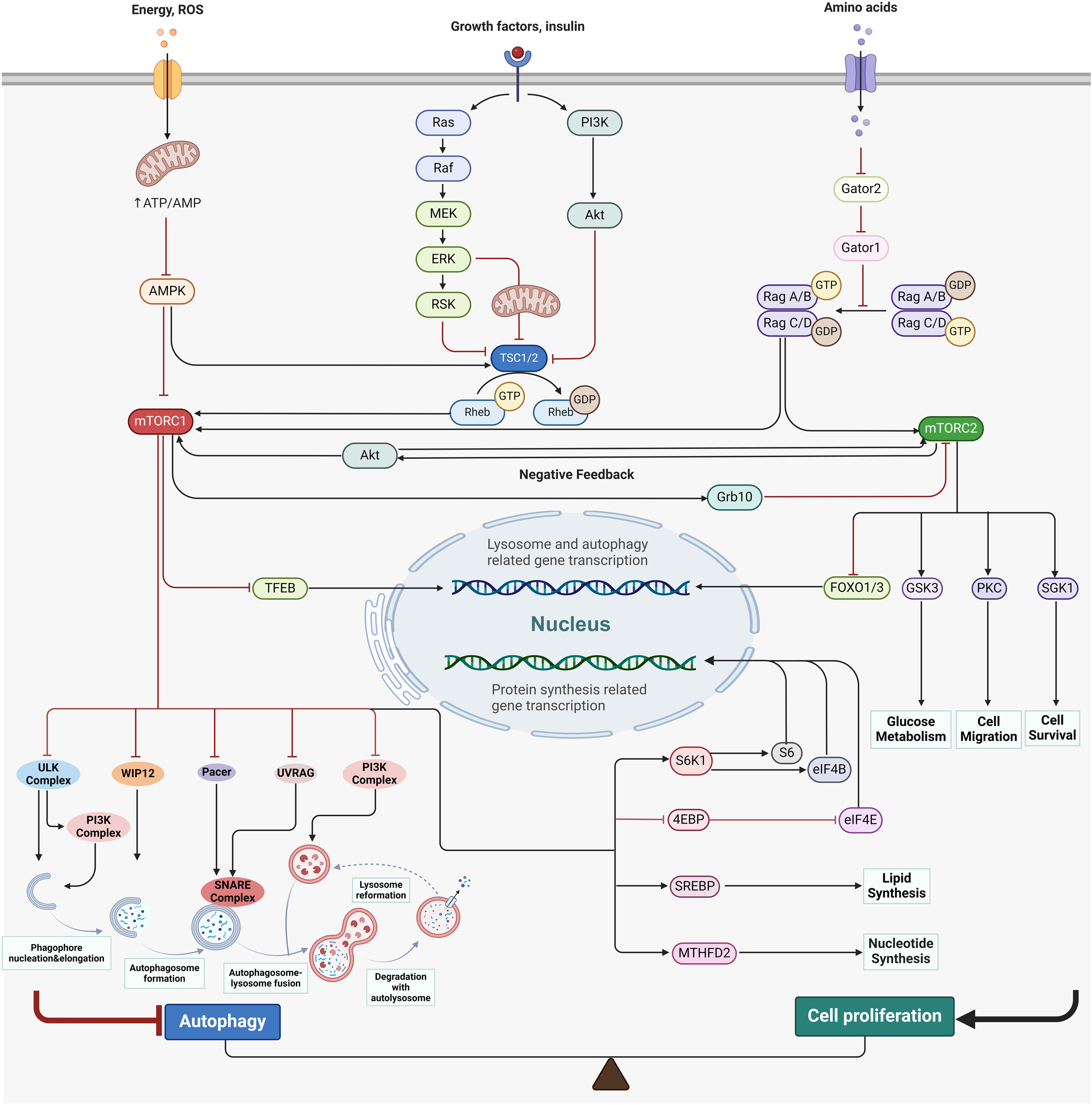 The dual role of mTOR signaling in lung development and adult lung diseases