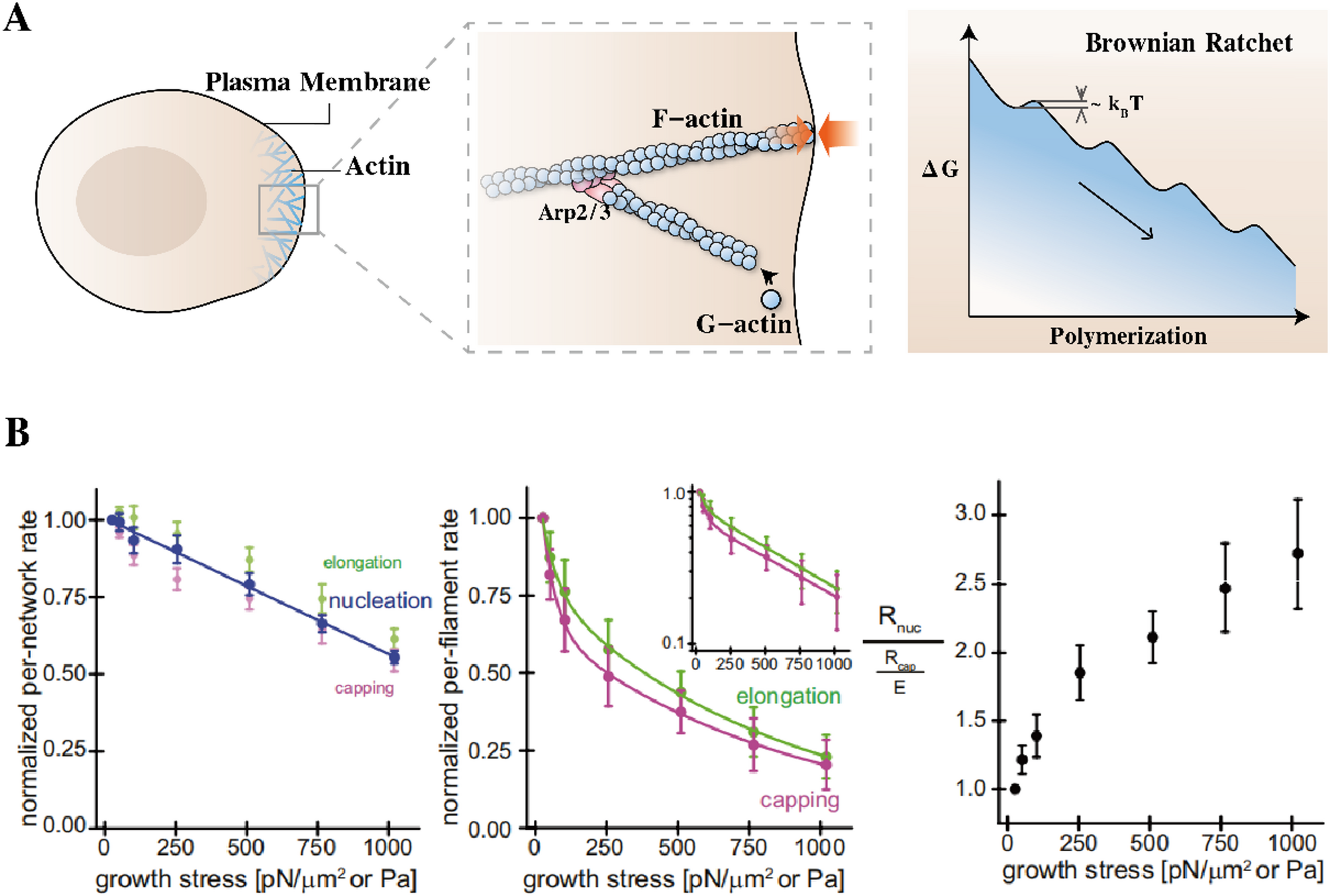 Cell condensation initiates organogenesis: the role of actin dynamics in supracellular self-organizing process