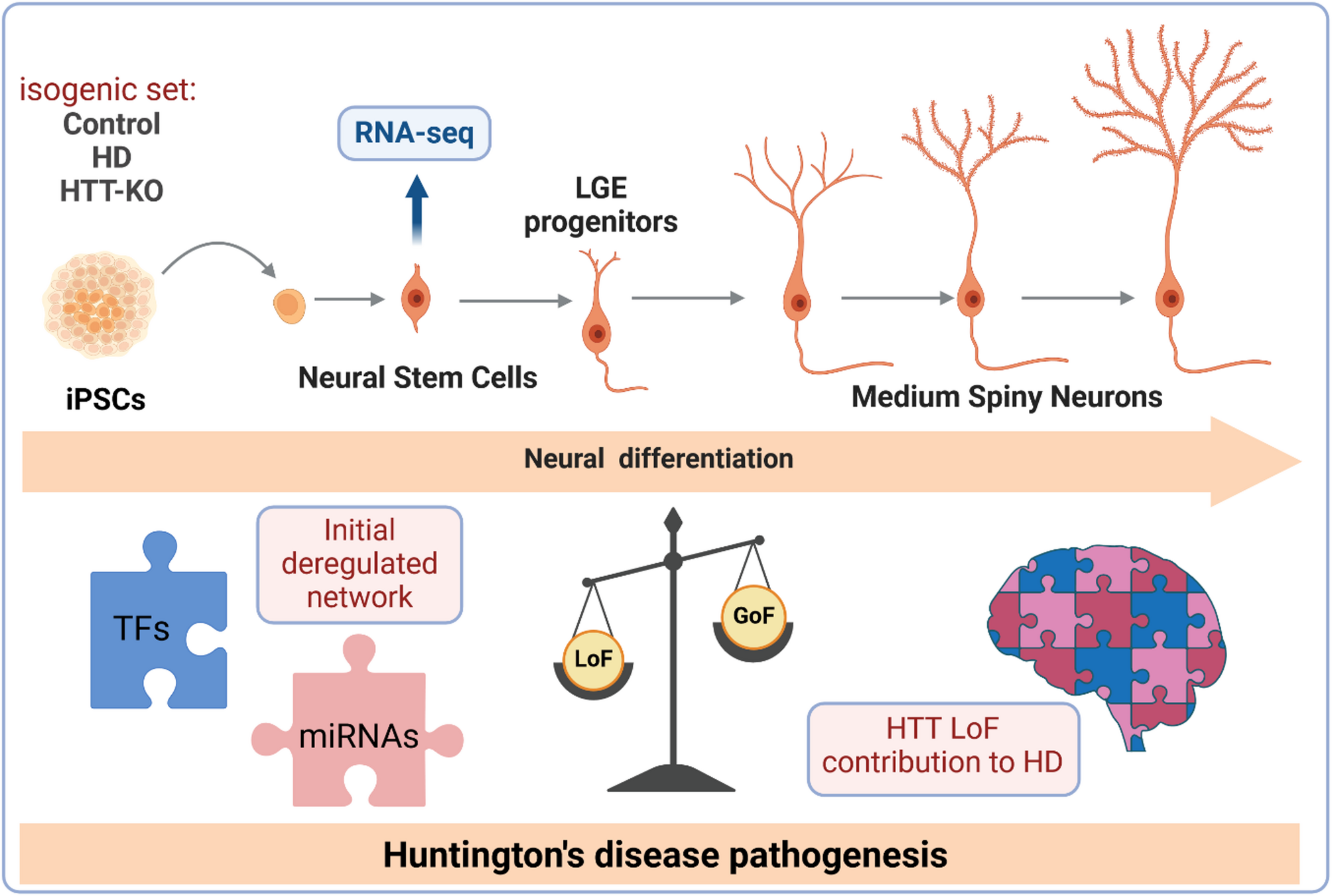 HTT loss-of-function contributes to RNA deregulation in developing Huntington’s disease neurons