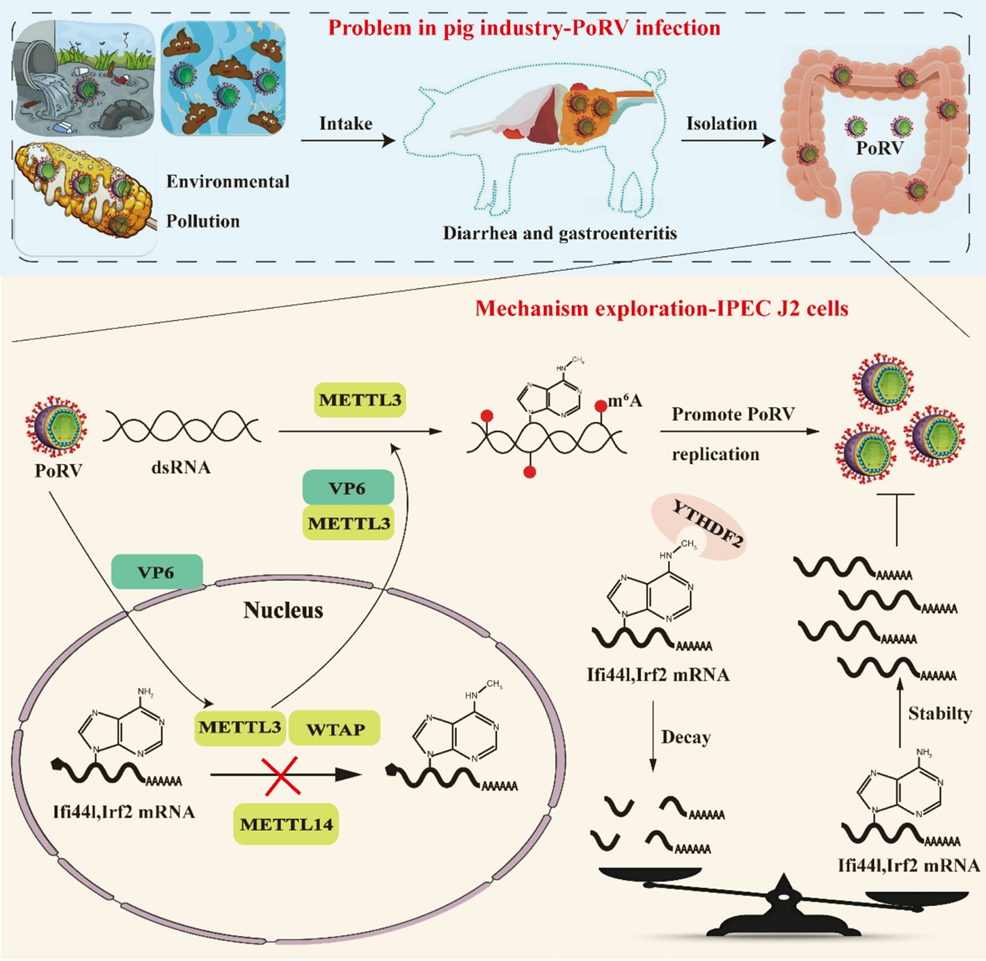 The role of m6A RNA methylation in a love-hate relationship between porcine rotavirus and host cells