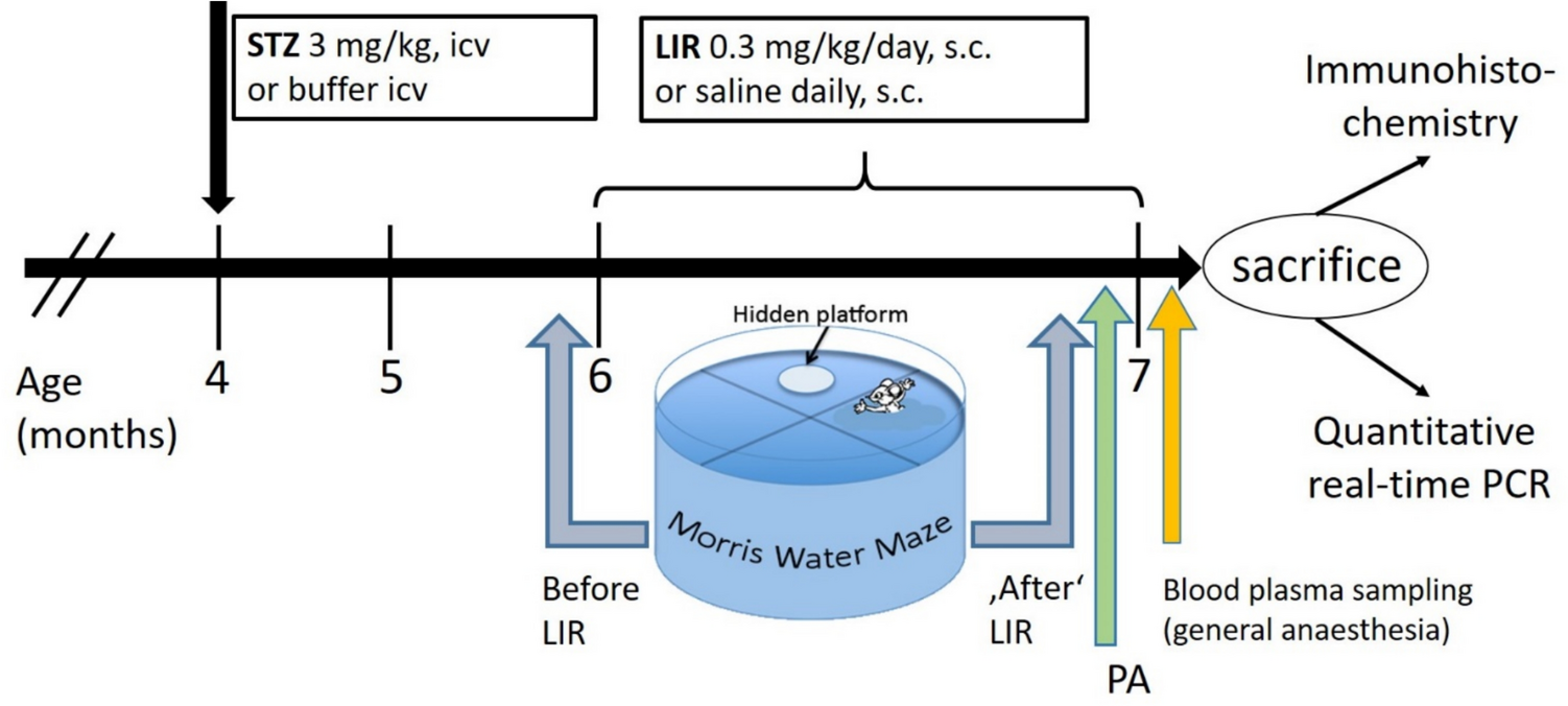 Approaching therapy of Alzheimer’s disease via the antidiabetic drug liraglutide—a study with streptozotocin intracerebroventricularly treated Wistar rats