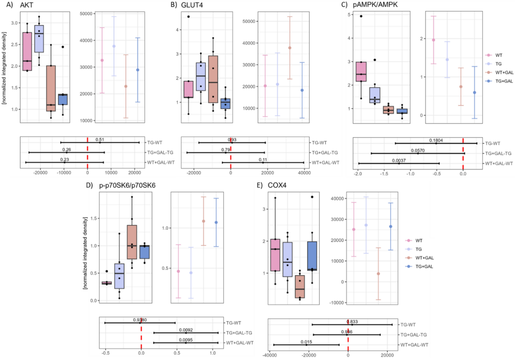 Insights into insulin signalling and oxidative stress in the Tg2576 mouse model of familial Alzheimer’s disease: effects of chronic oral galactose administration