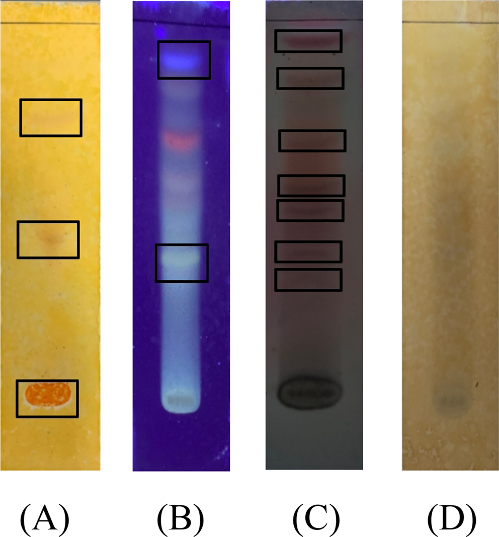 Formulation, Optimization, and In Vitro Studies of Roasted Agung Banana var. Semeru Peel Effervescent Antidepressant Tablet