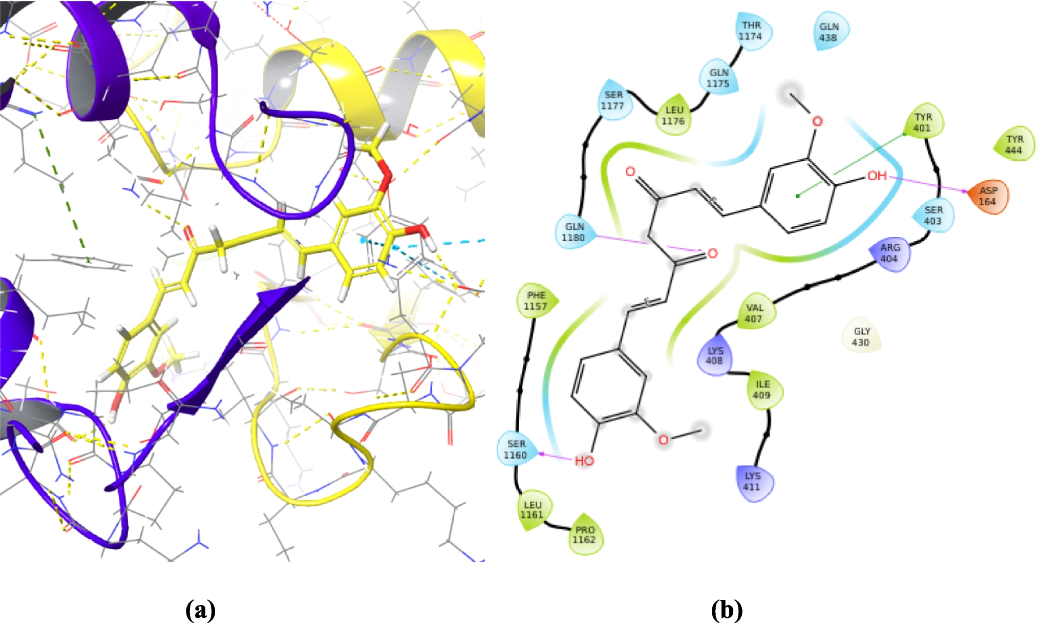An Integrated Computational and Experimental Framework for Investigating Flavonoid-driven Bioenhancement of Curcumin