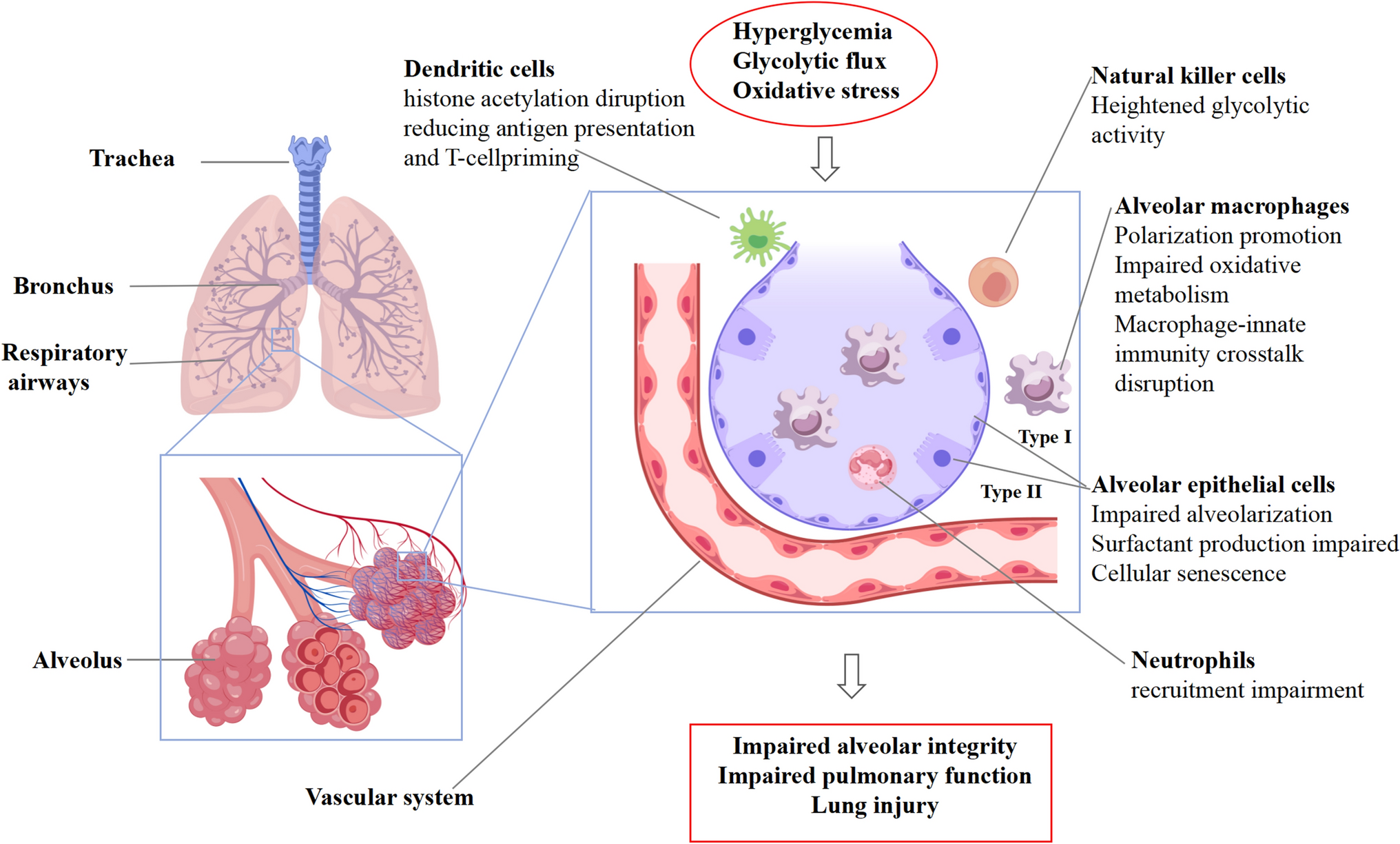 From Glucotoxicity to Lung Injury: Emerging Perspectives on Diabetes-Associated Respiratory Complications