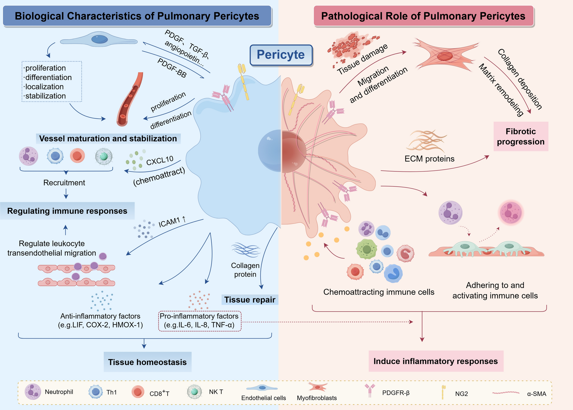 Pericytes in the Pulmonary Microenvironment: Guardians or Adversaries?