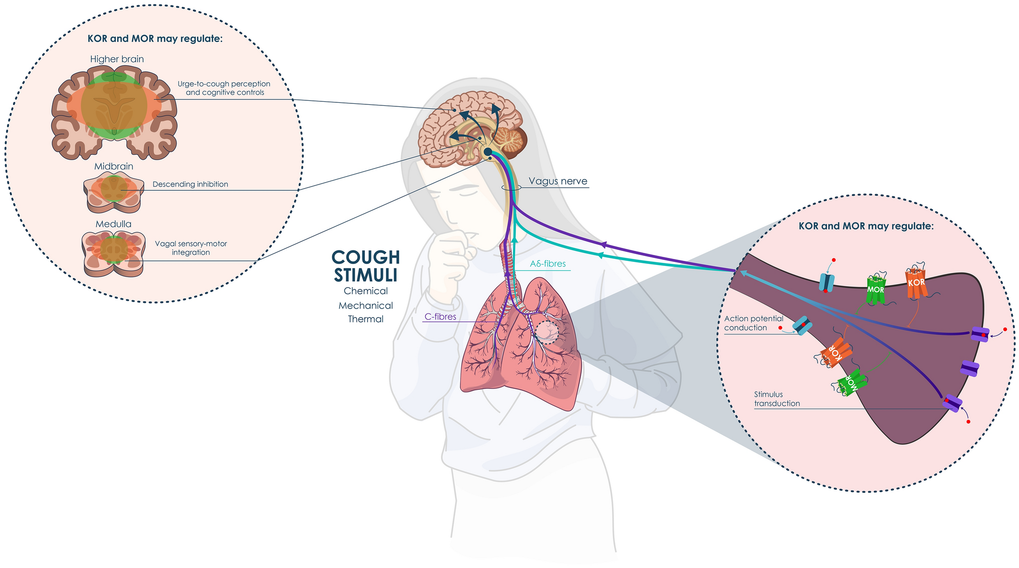 Kappa and Mu Opioid Receptors in Chronic Cough: Current Evidence and Future Treatment