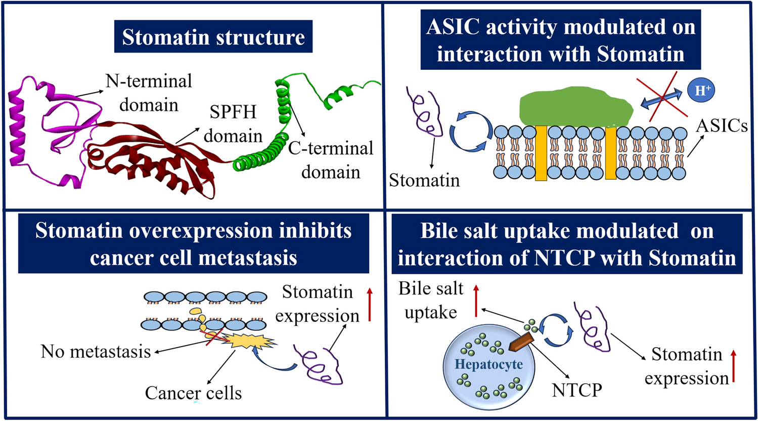 Stomatin and Stomatin-Like Proteins Can Regulate Transporter Proteins Activity and Has a Role in Cancer Metastasis
