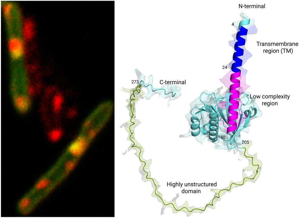 TtfA is a Highly Stable Membrane-Anchored DNA-Binding Protein