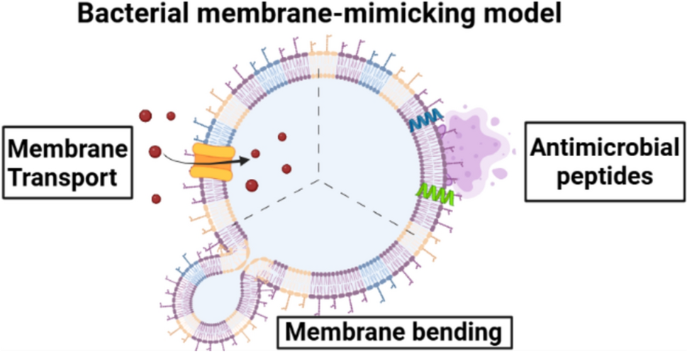 Biomimetic Bacterial Membrane Models for Comprehending Membrane Dynamics