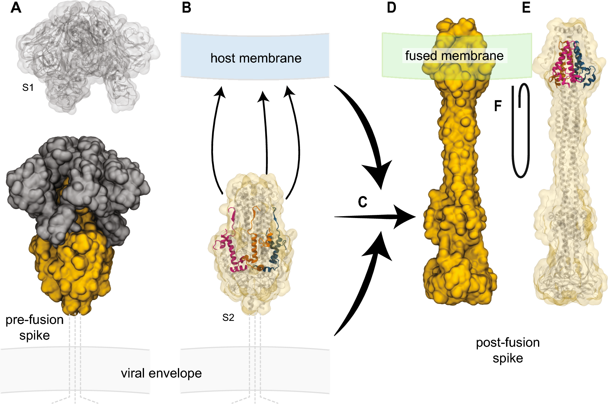 Resurrection of the Helical Hairpin Hypothesis for Understanding Coronavirus Fusion