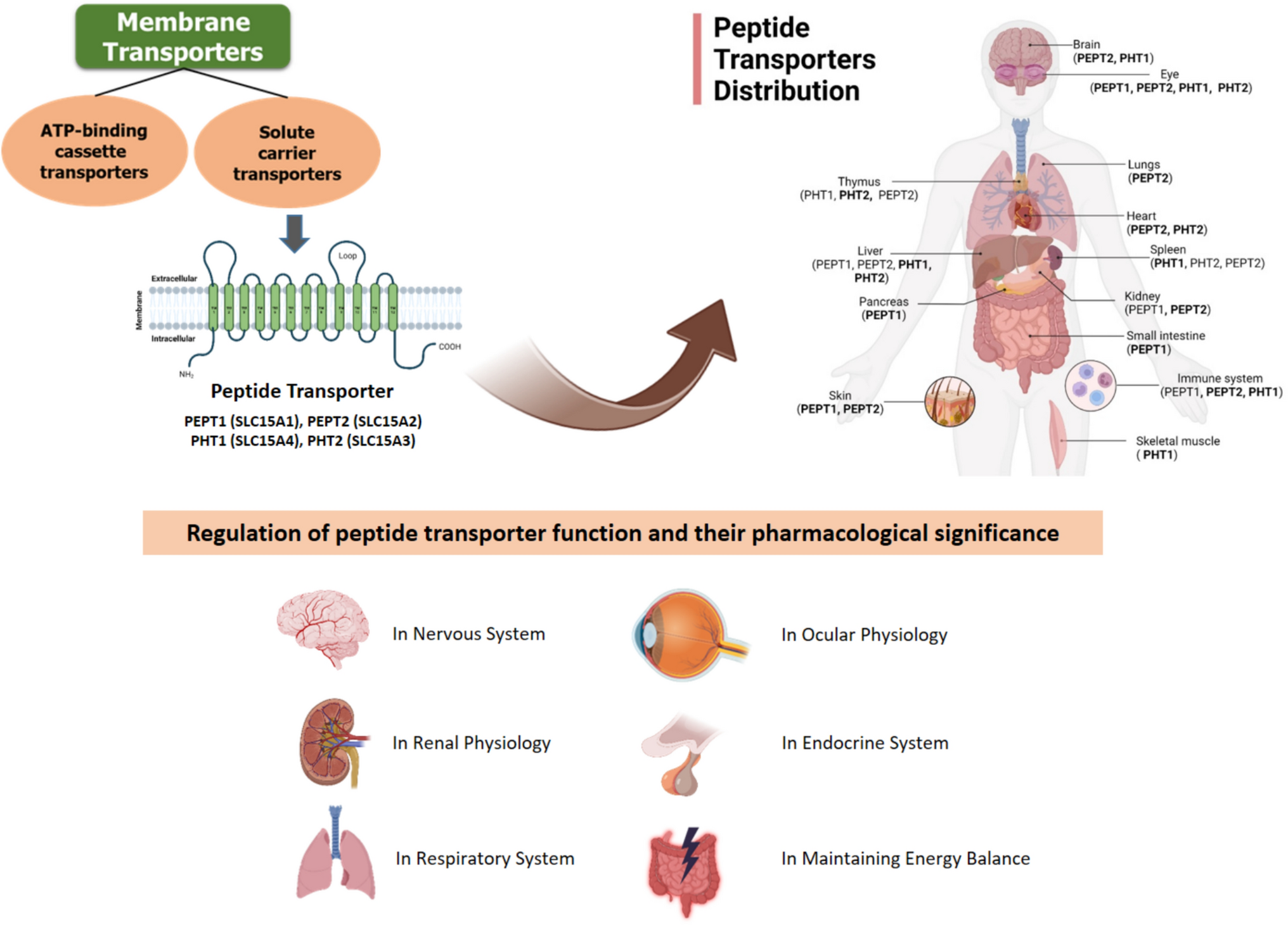 Functional and Physiological Implications of Oligopeptide Transporters: Potential Targets for Pharmacological Interventions