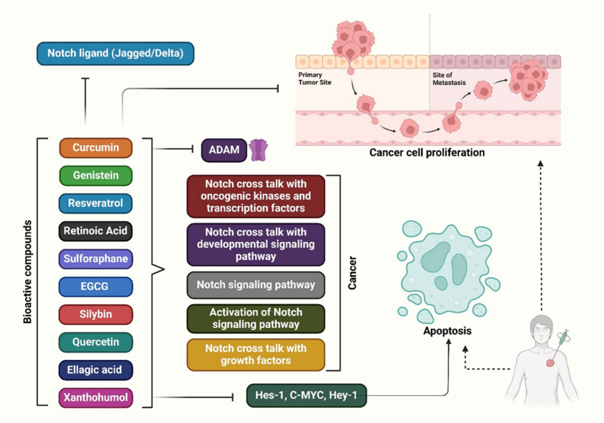 Natural bioactive compounds as notch signaling modulators: cutting-edge strategies for cancer therapy