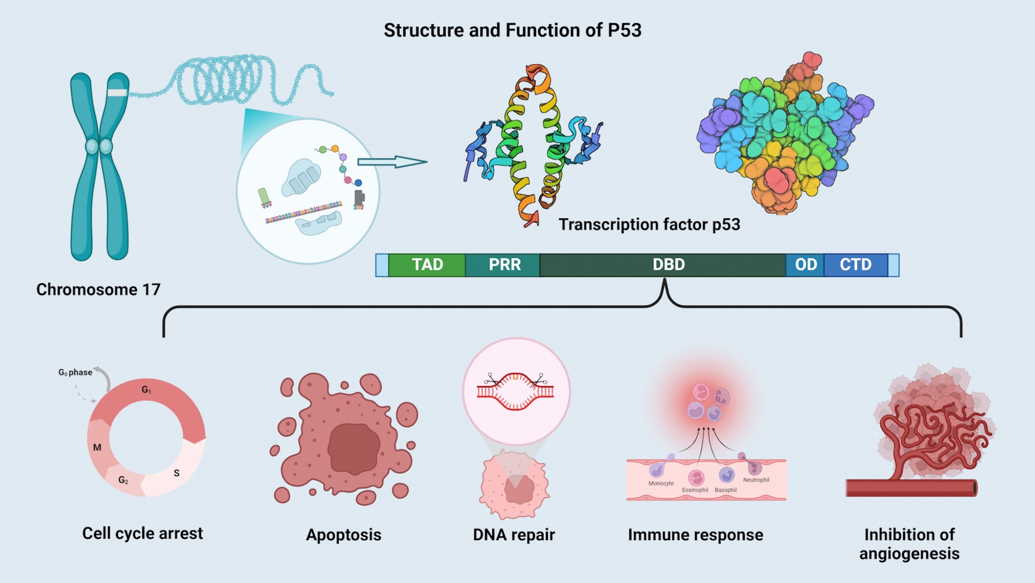 Efficacy analysis of targeted P53 therapy in solid tumors